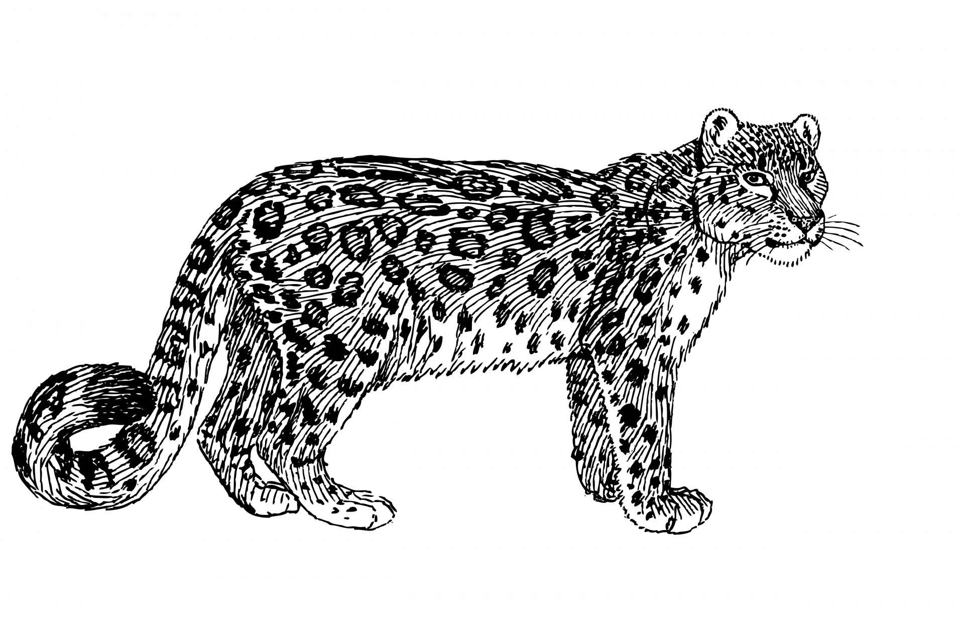 Snow Leopardのイラストクリップアート