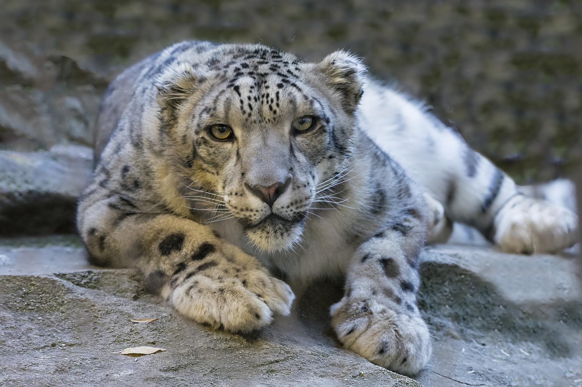 Snow Leopard retrato