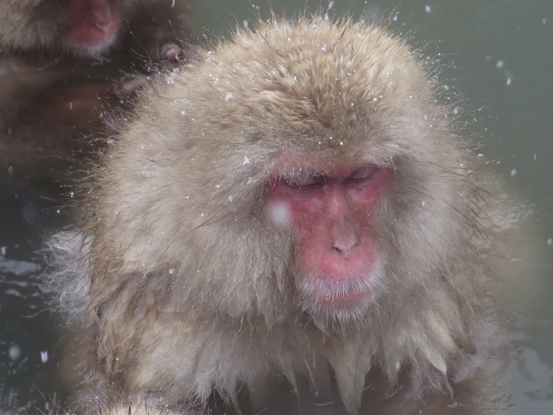 Macaco da neve que apreciam um banho que