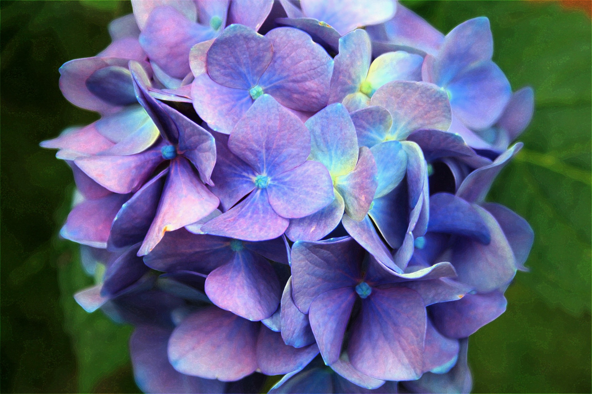 Soft Purple Hydrangea