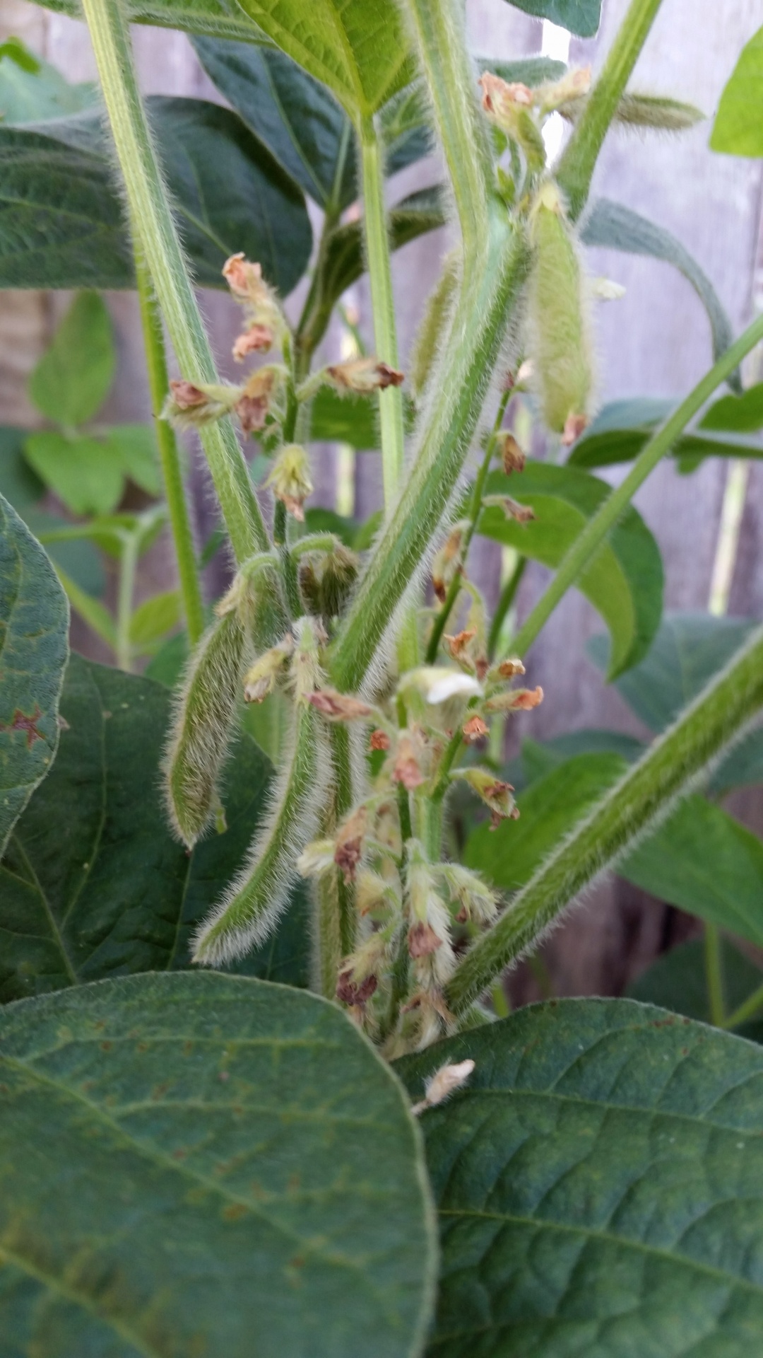 Soya Bean On The Plant