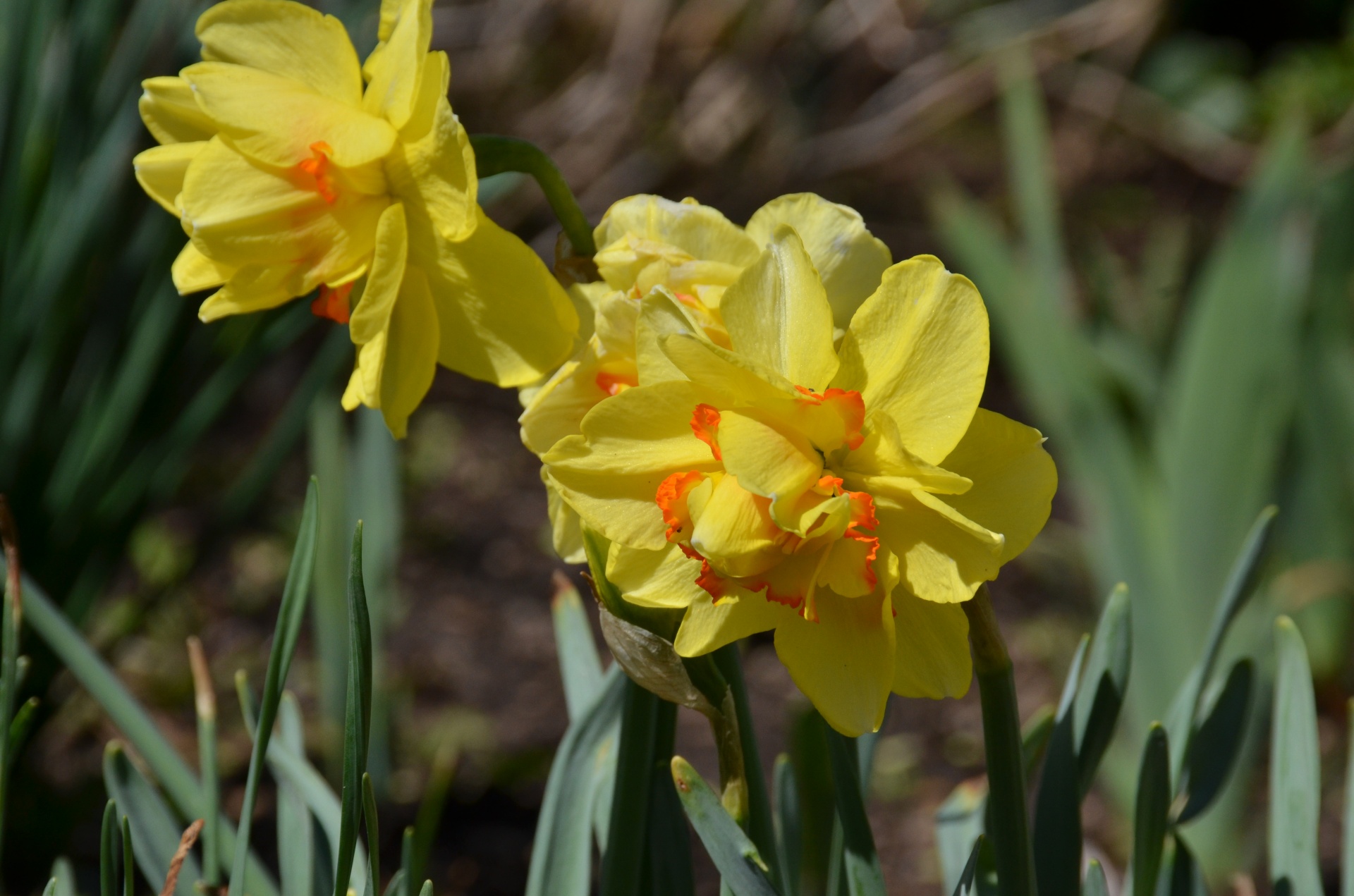 Daffodils da mola
