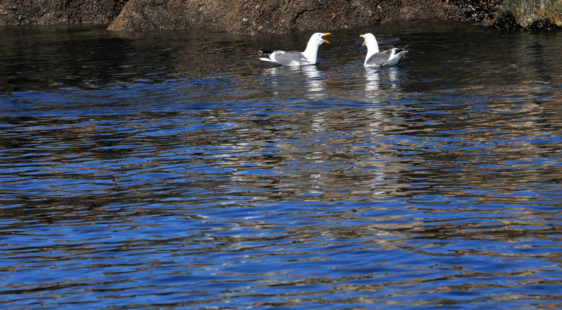 Squawking Seagulls
