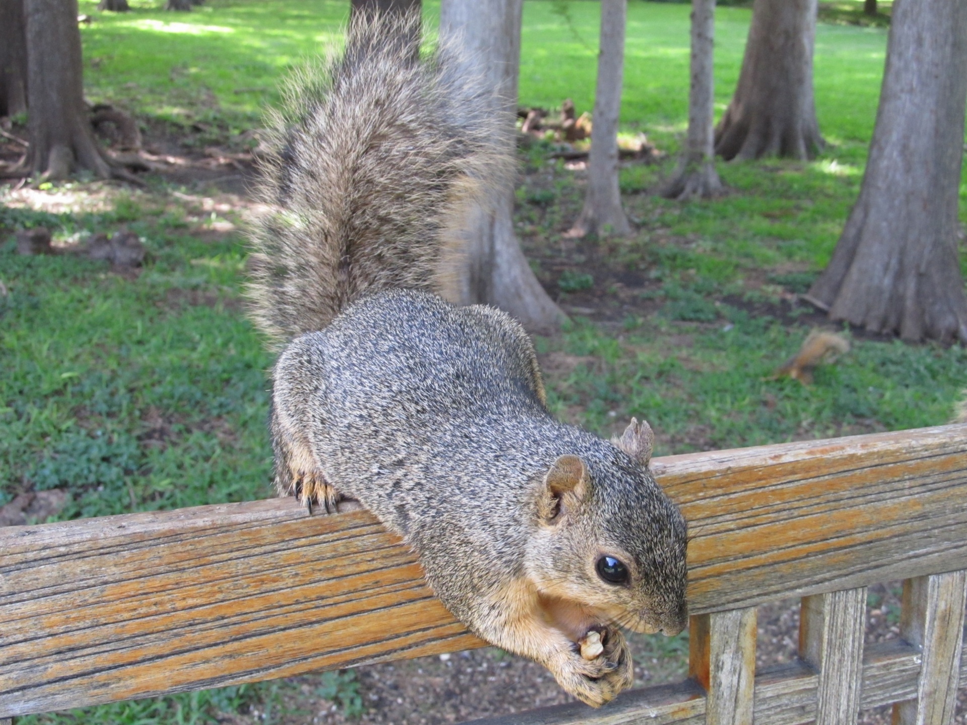 Squirrel Eating
