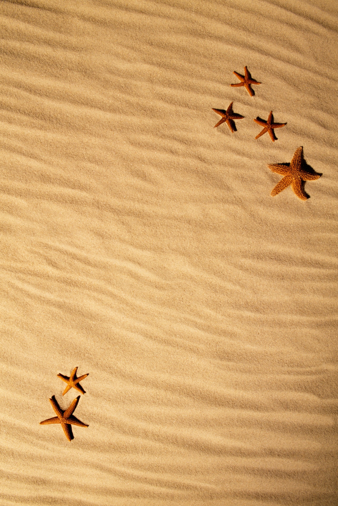 Estrelas na praia