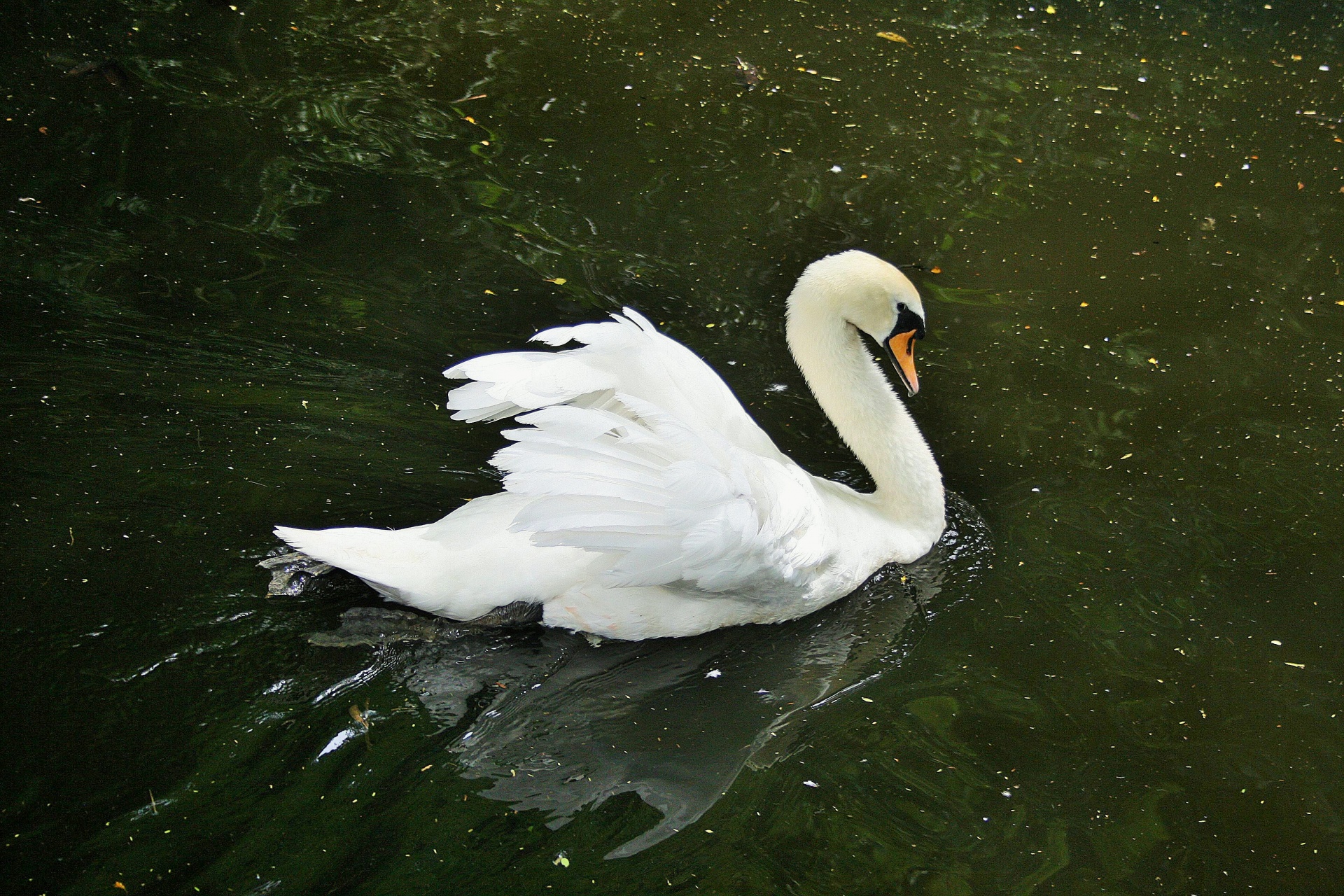 Cisne branca imponente sobre a água
