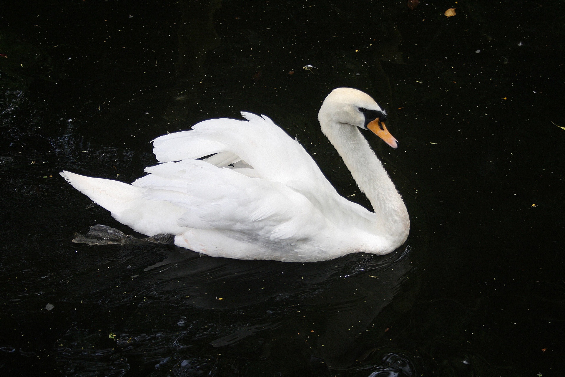 Cisne blanco imponente