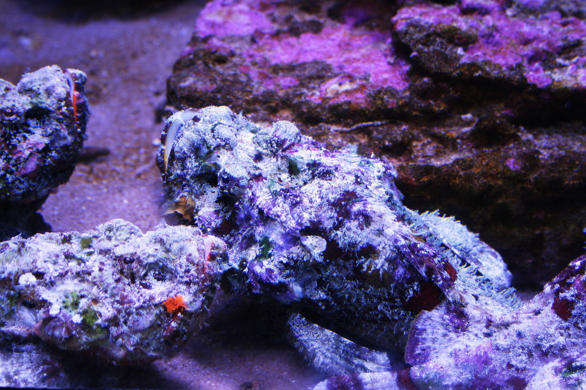 Stone Fish In Aquarium