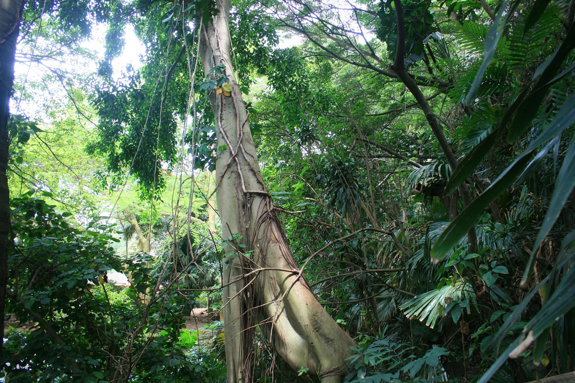 亜熱帯の樹木や葉2