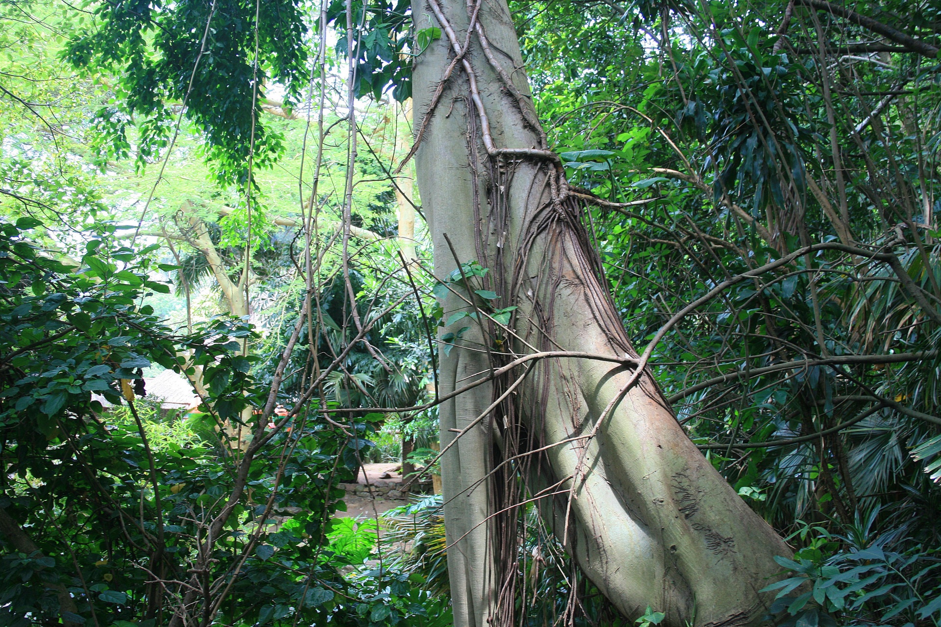 árbol subtropical y el follaje
