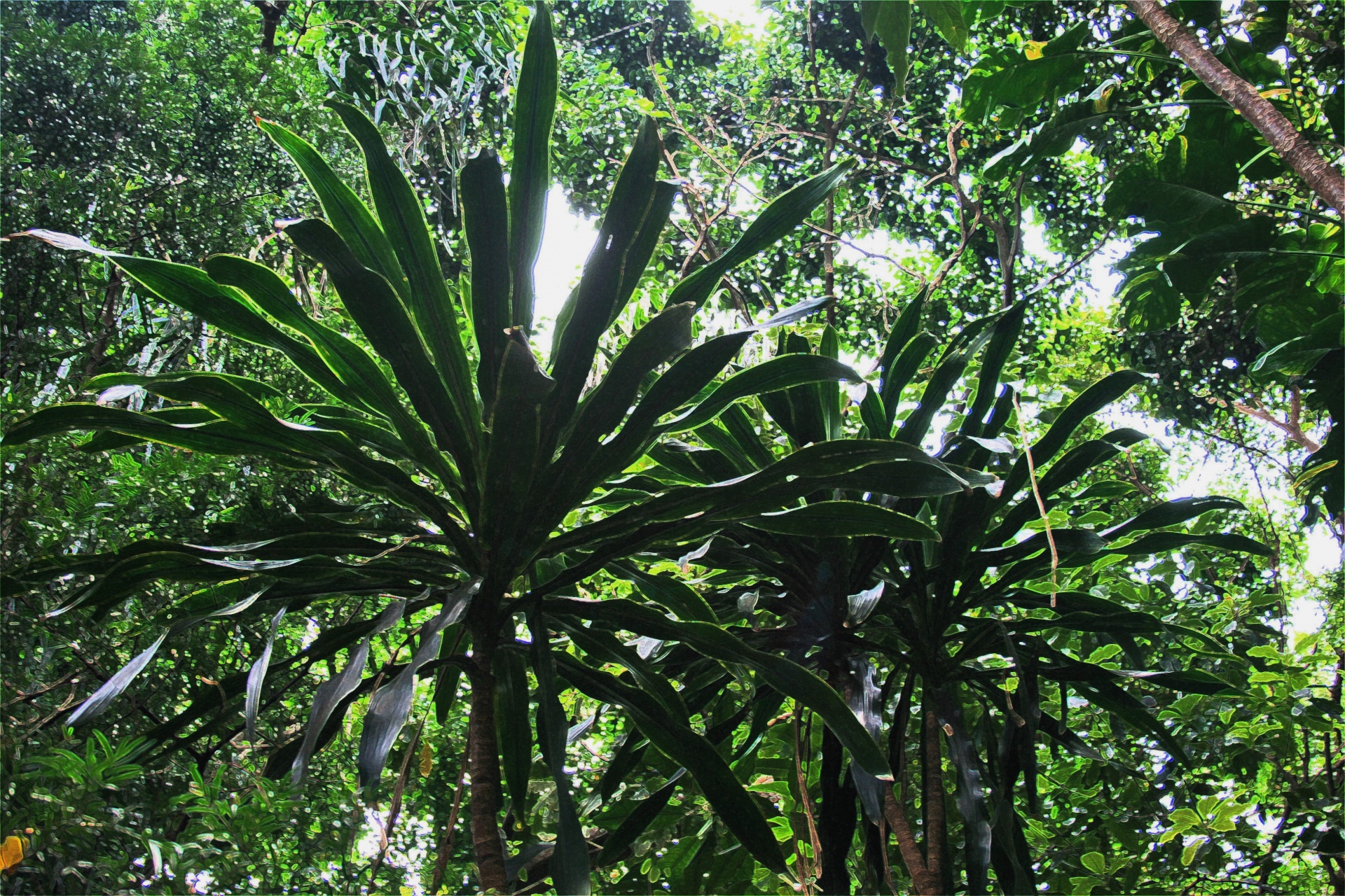 Subtropical Vegetation