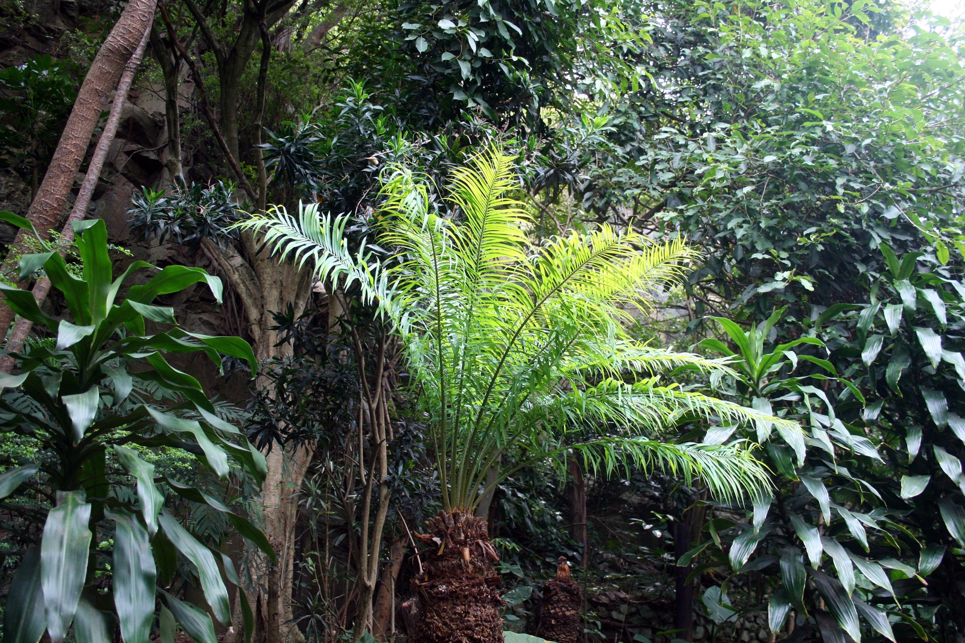 Vegetación subtropical