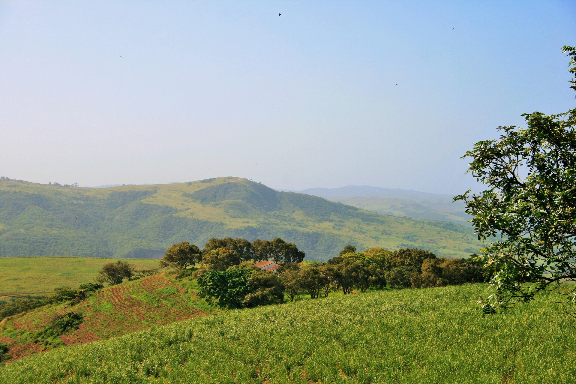 Sugar Cane Covered Hills