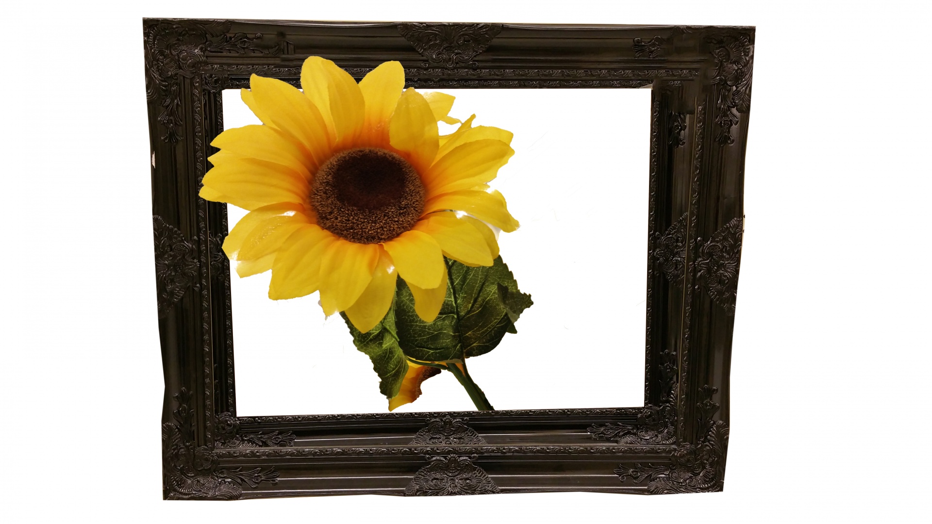 Sunflower In Frame