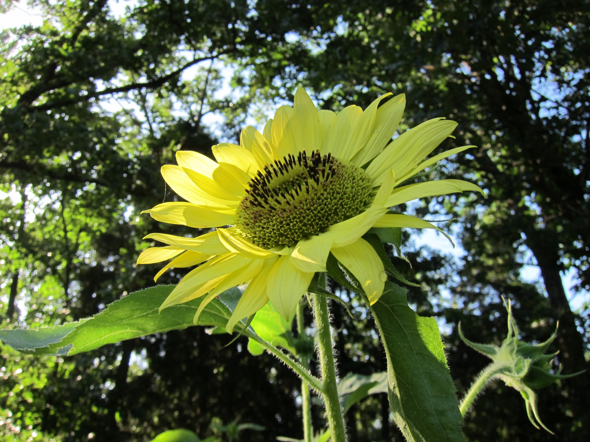 Sunflower In Garden.