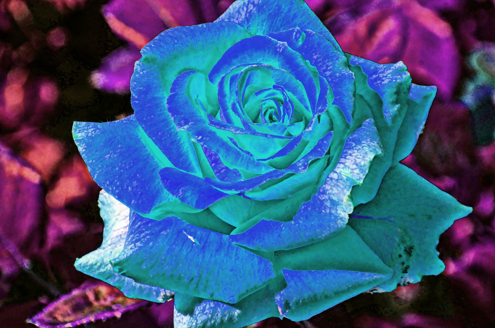 Surreal Blue Rose