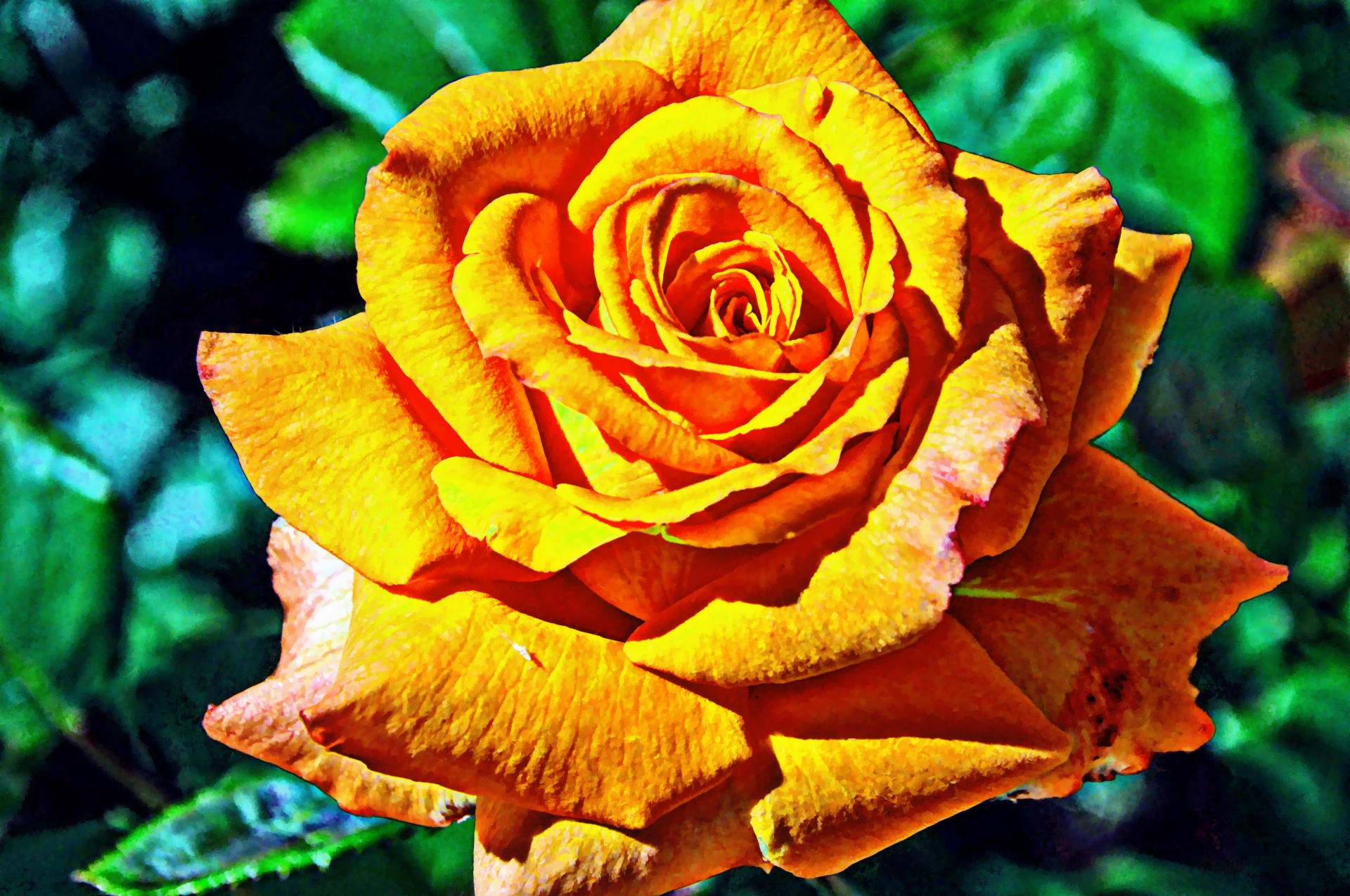 シュールなオレンジ色のバラ