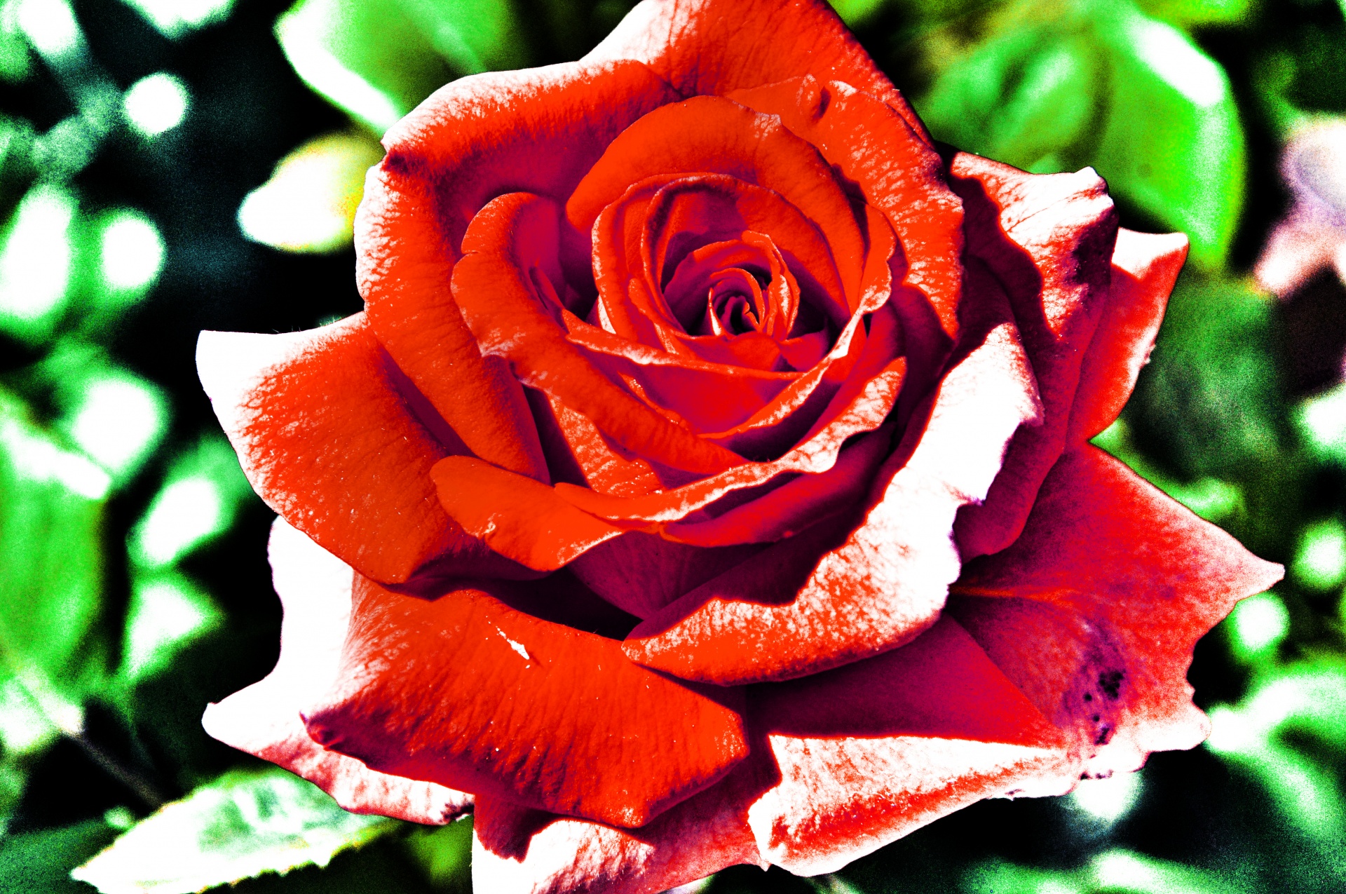 Surreal Red Rose