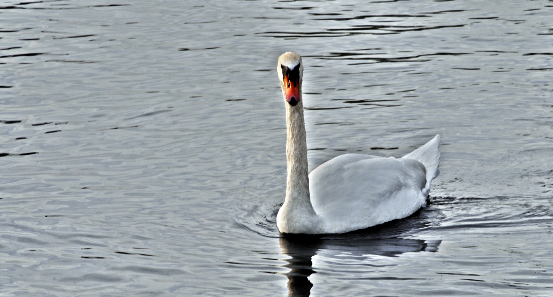 Surrealistic Swan