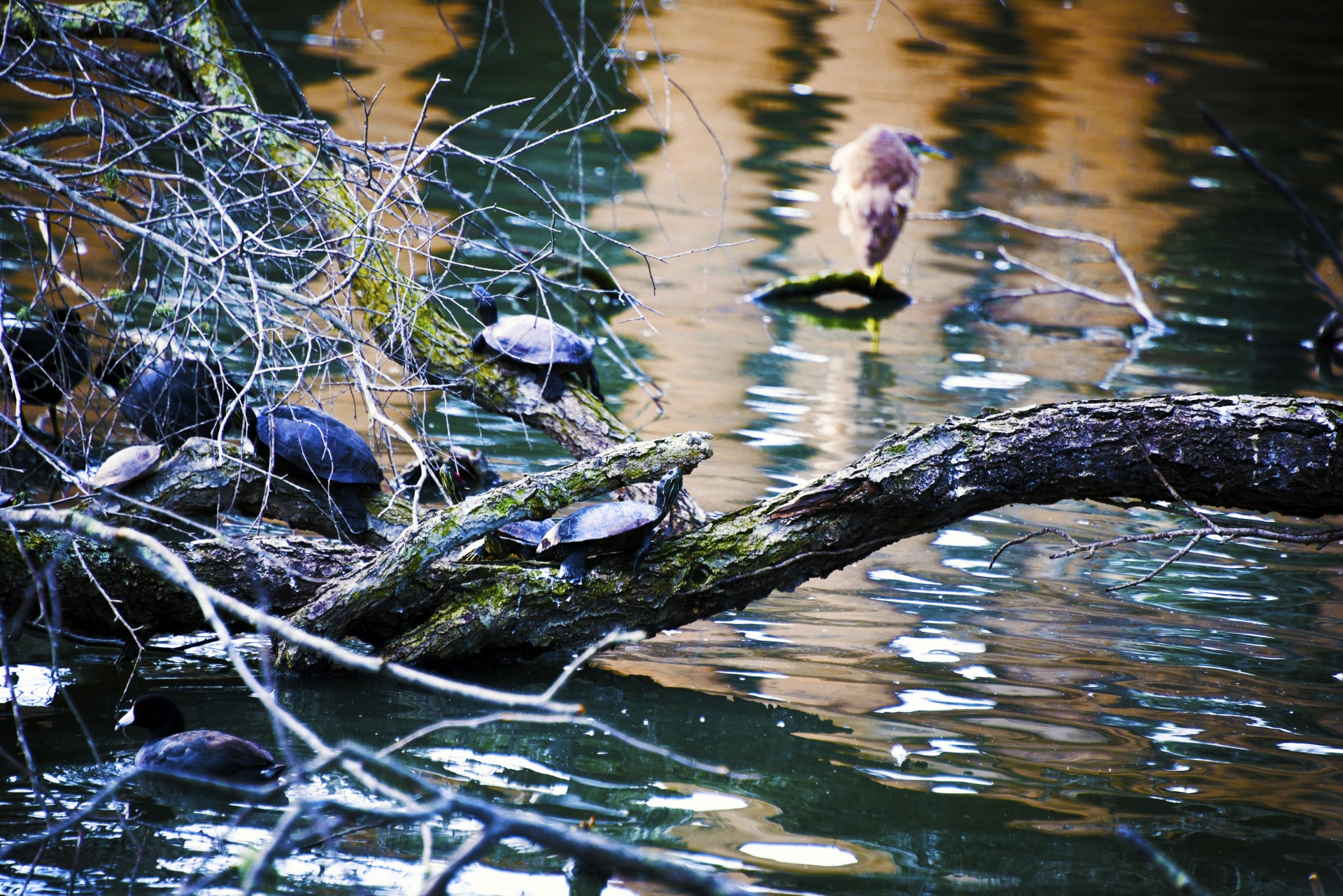 Surrealistic Turtles