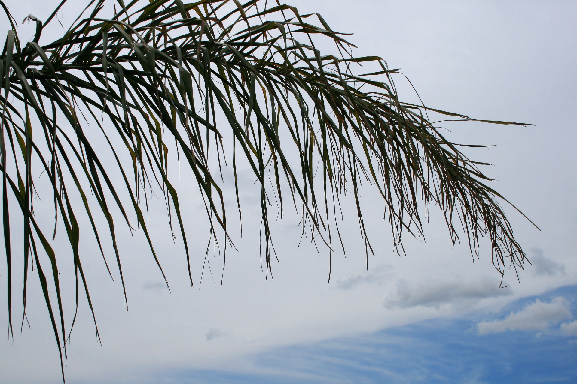 Folha de palmeira suspensa