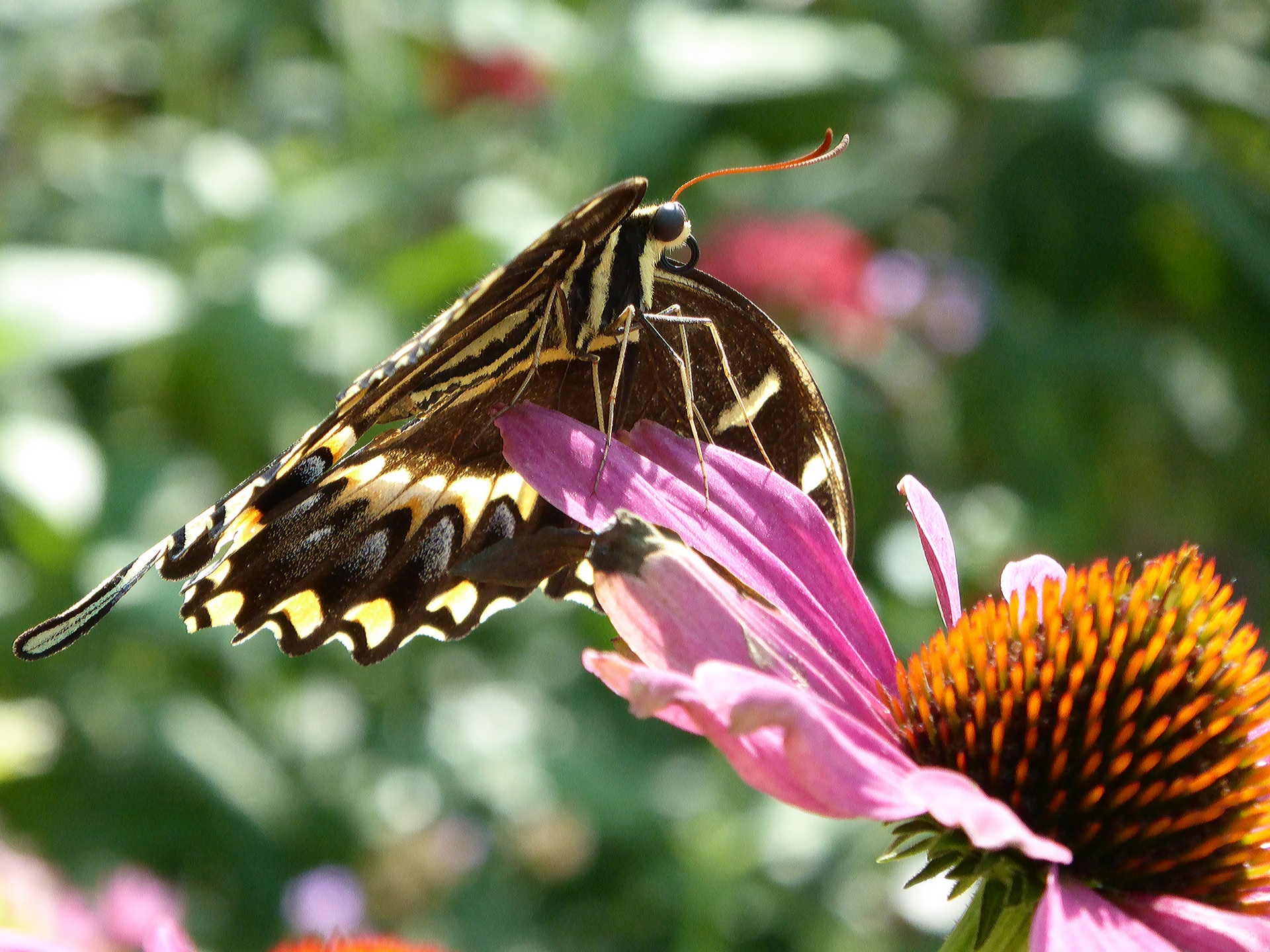 Cola de golondrina mariposa en las flore