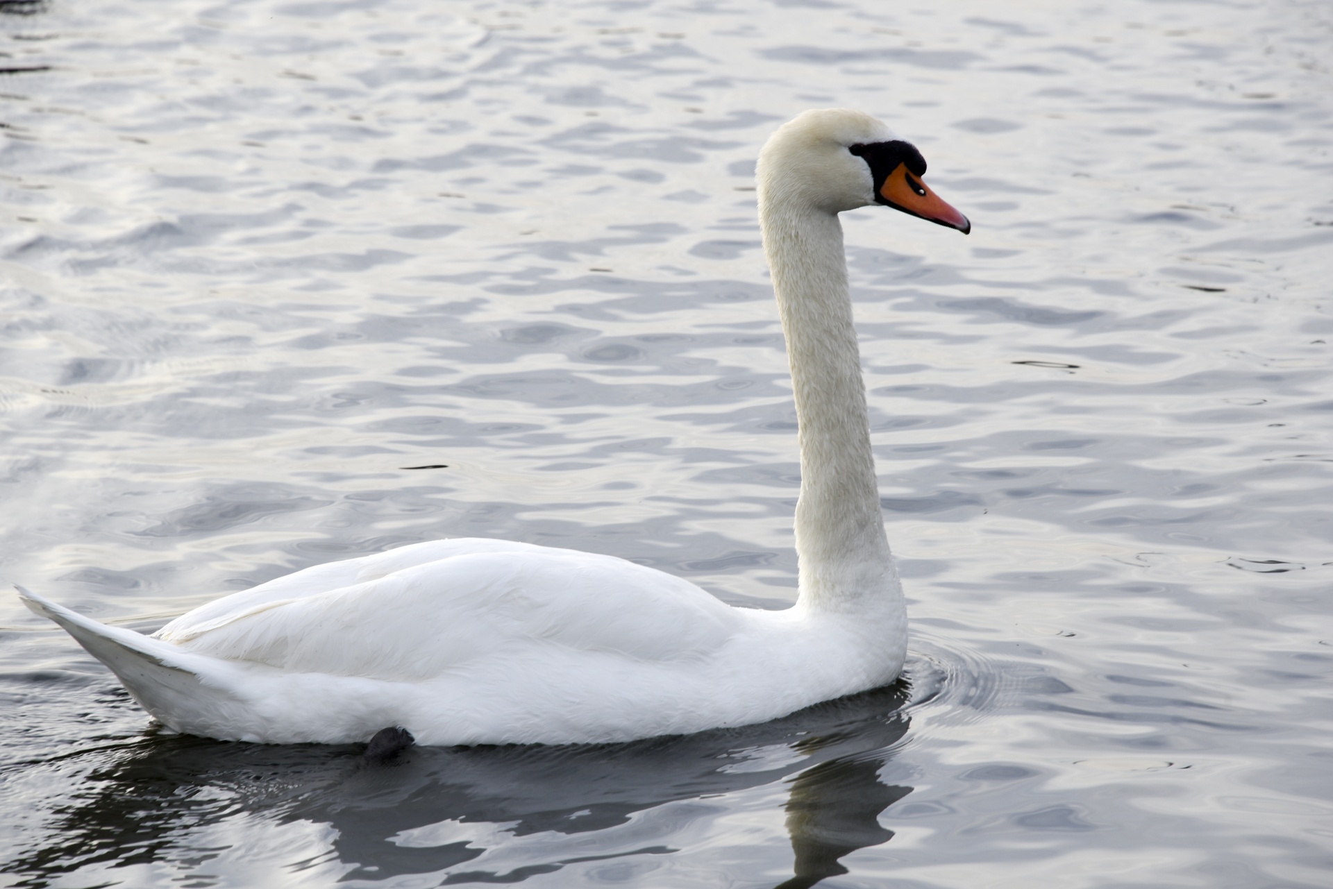 Swan Of The Lake