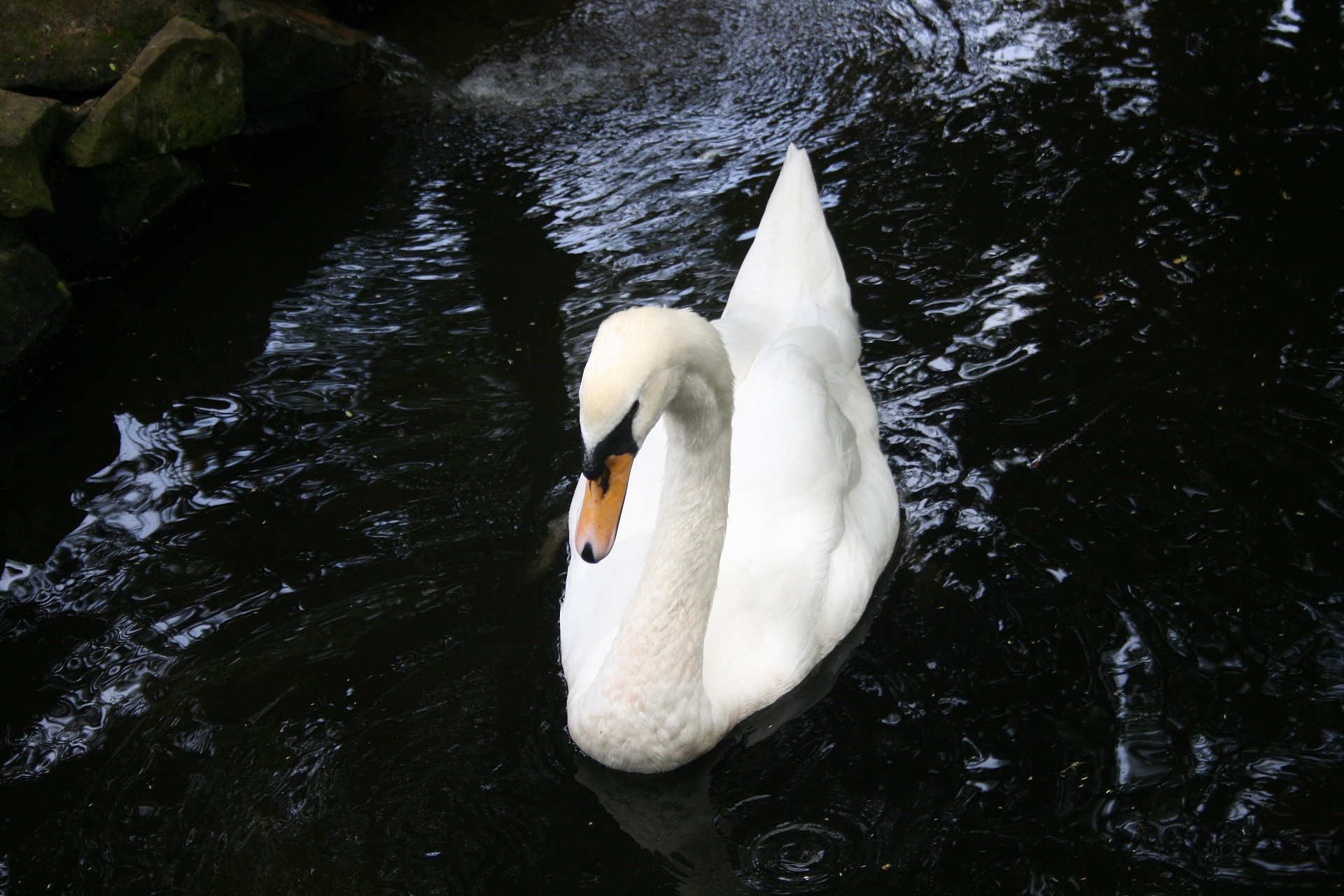 Swan On A Pond