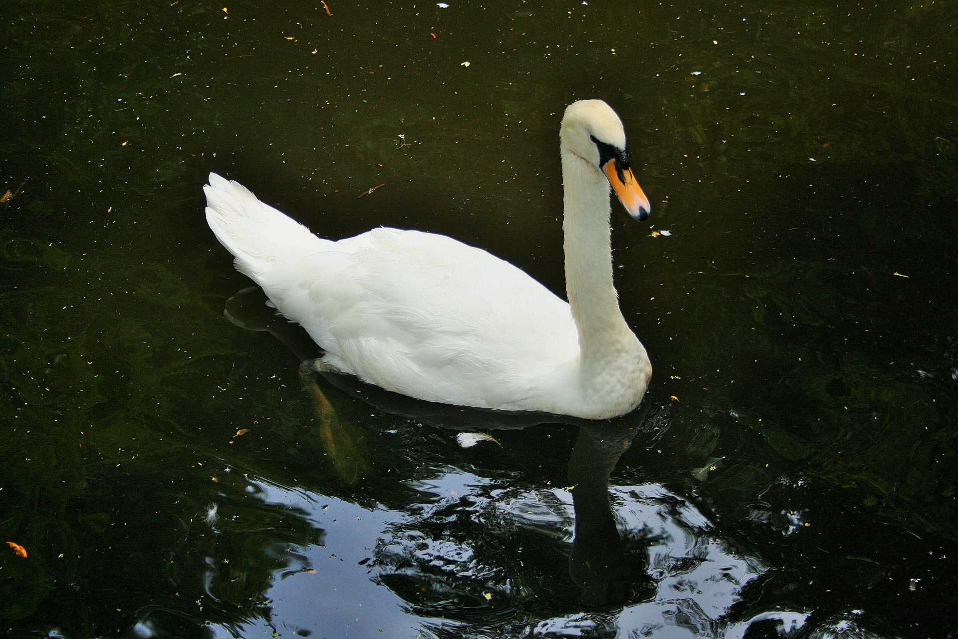池に白鳥