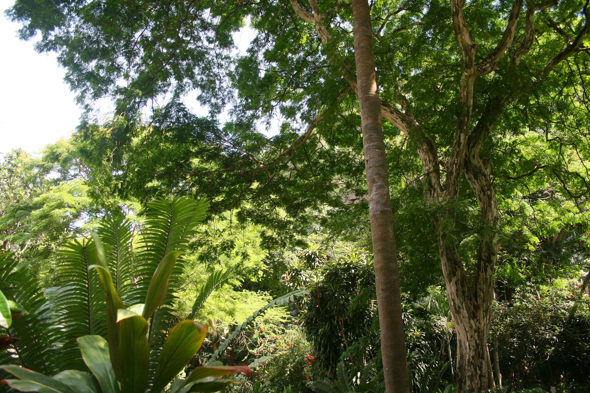 árvore alta no jardim sub-tropical
