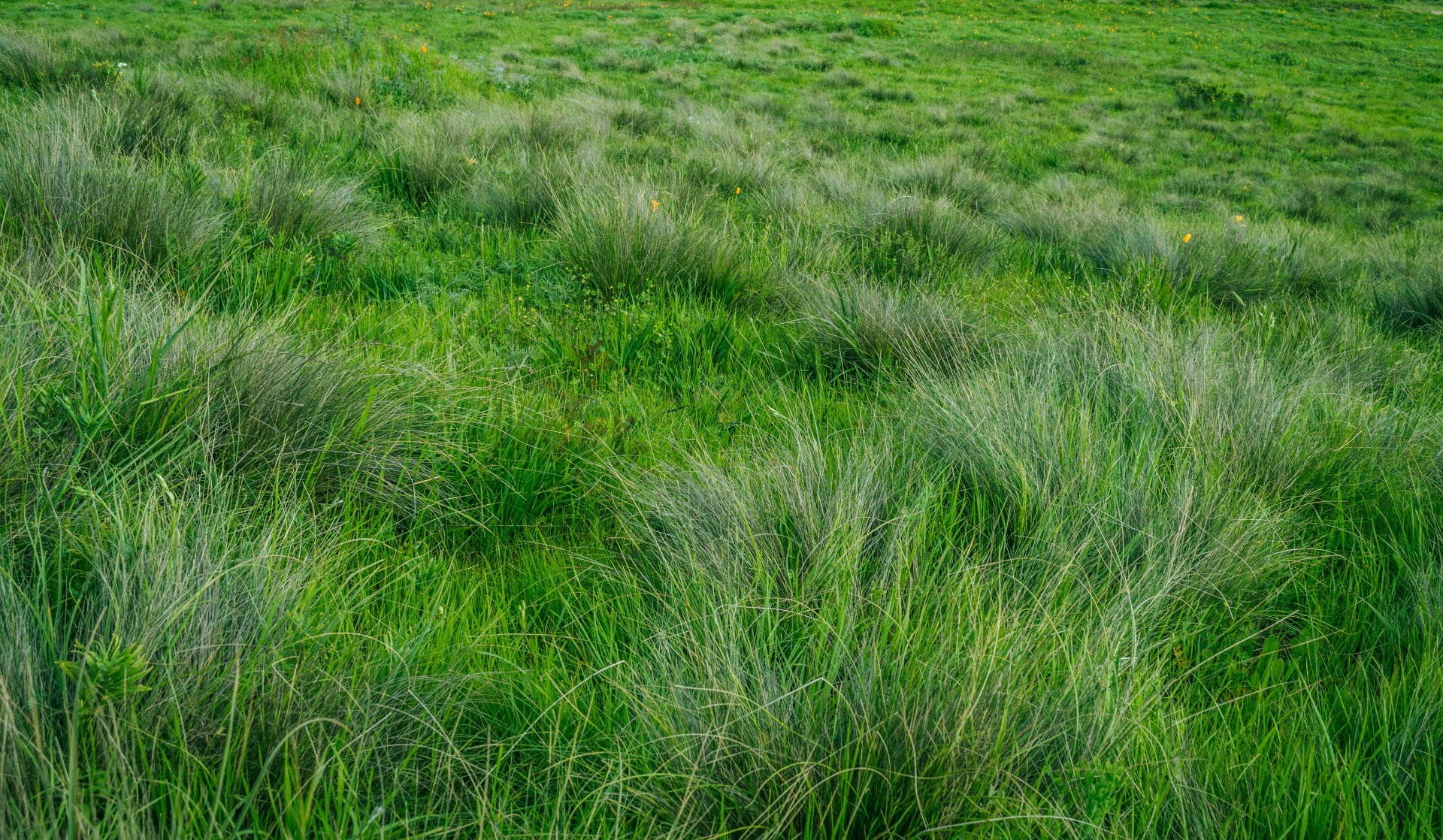 Texturizado Green Grass, Prado