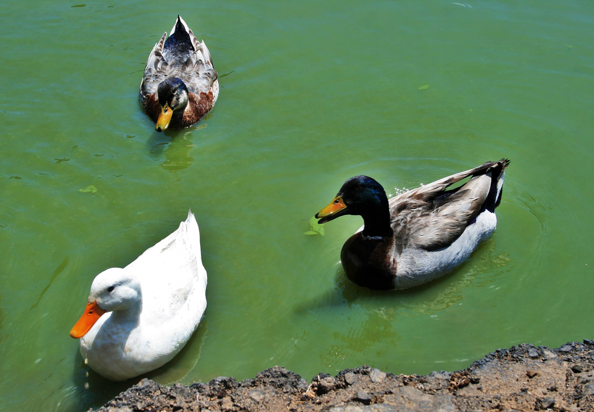 三只鸭子在水中