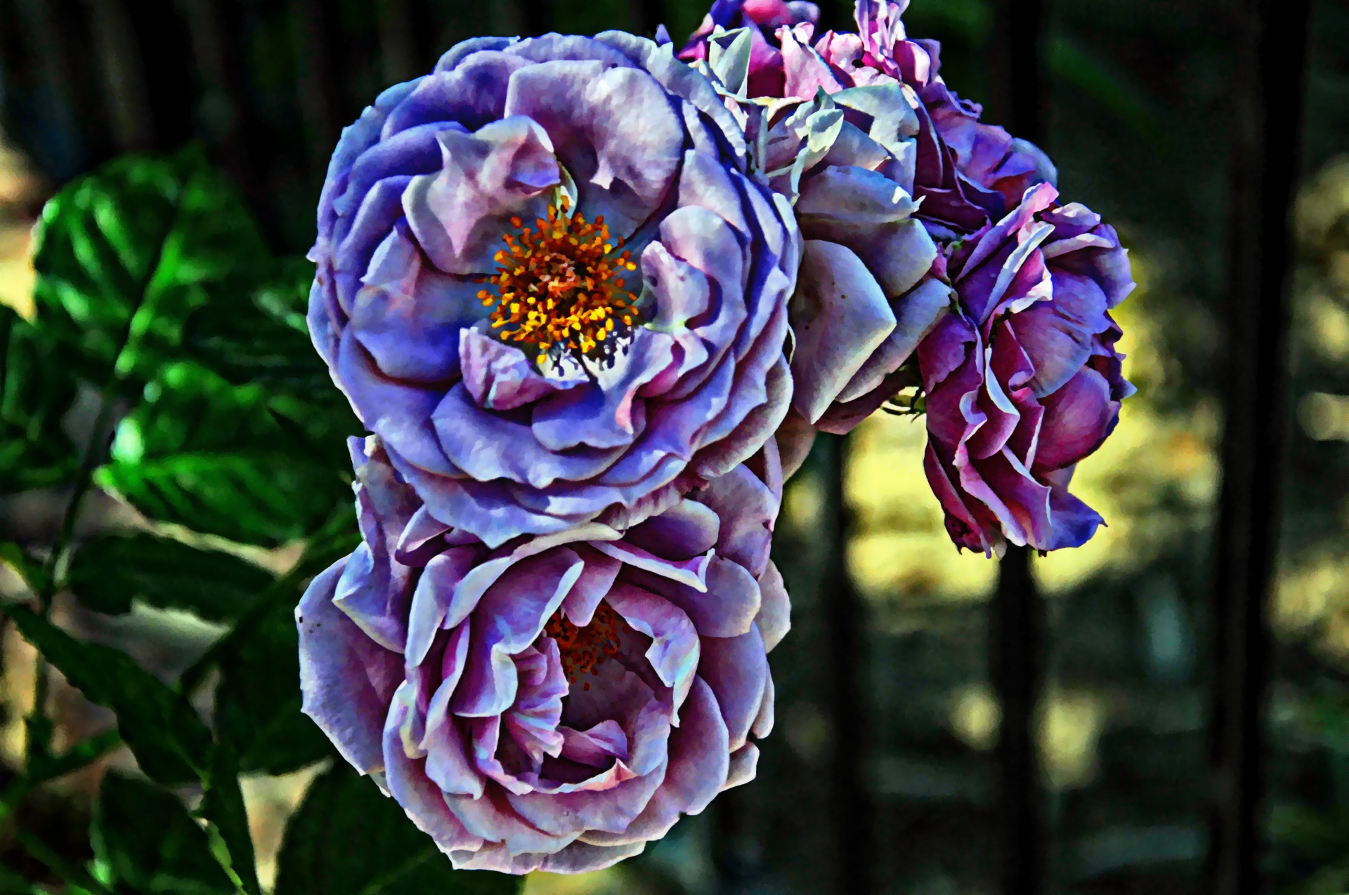 Tres rosas púrpuras