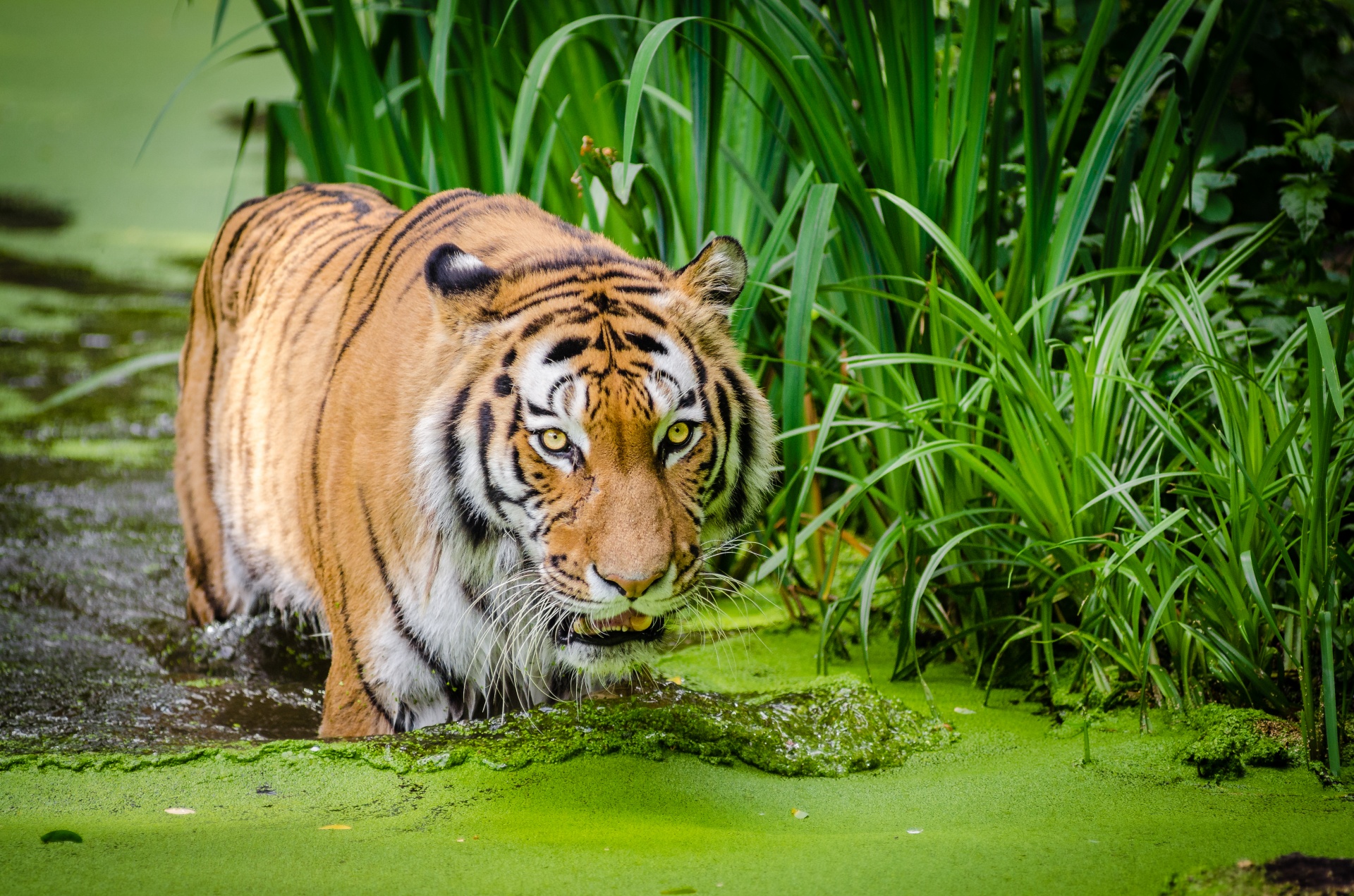 Szibériai tigris, a vadon élő állatok