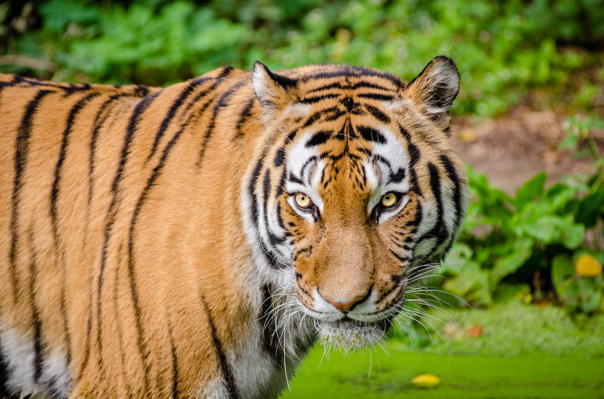 Tygr ussurijský, volně žijících živočich