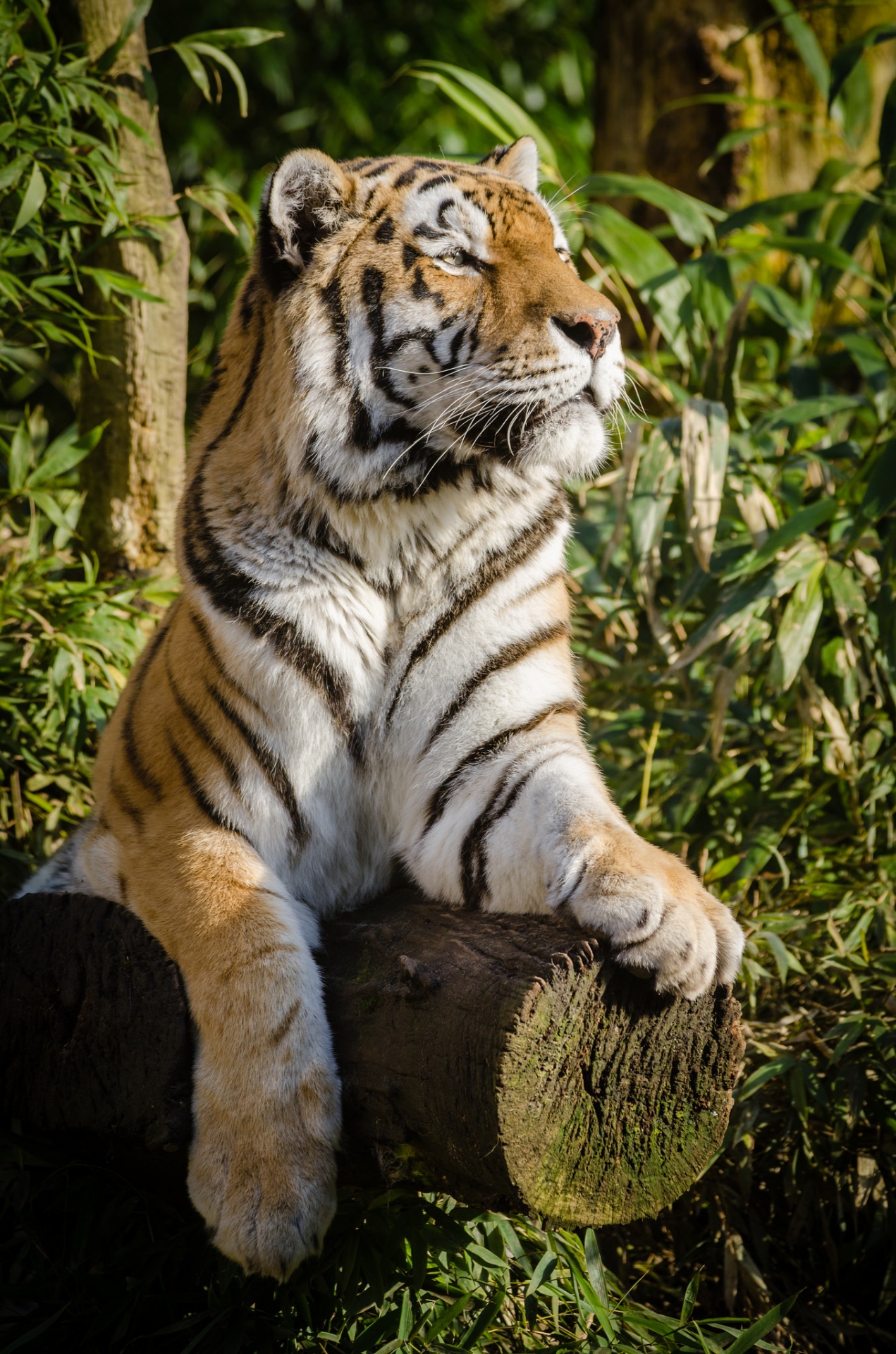 Sumatra tigre