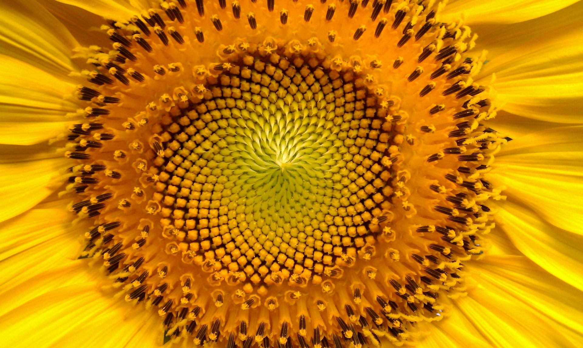 Sunflower, Yellow Flower, Helianthus