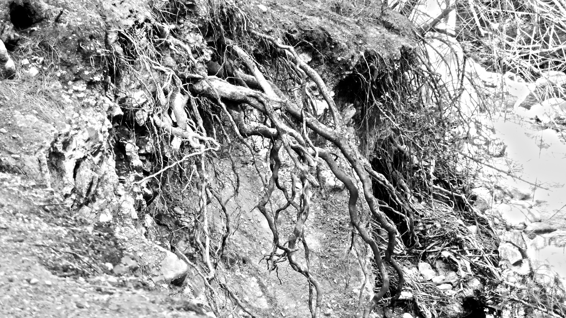 Tree Roots Background