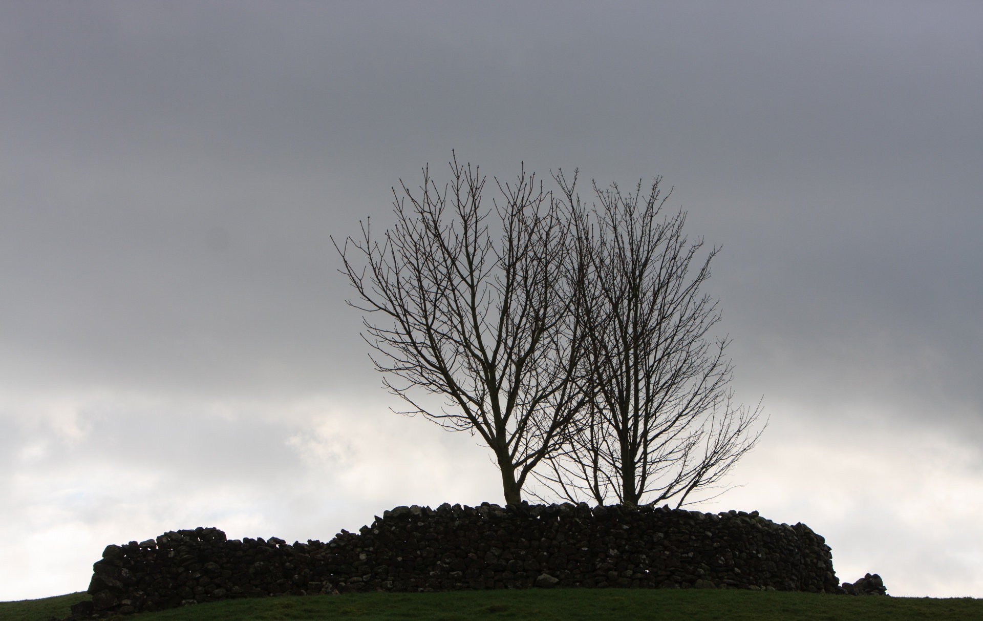 Árvore da silhueta da manhã do inverno