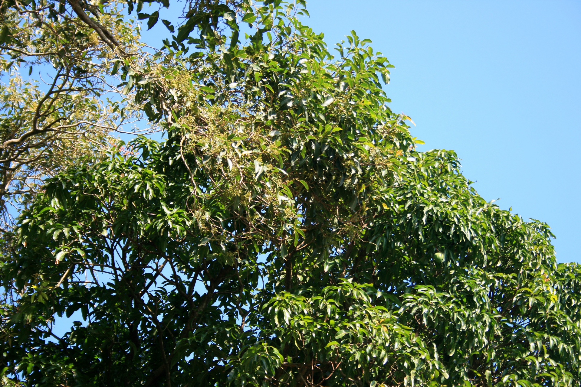 Tree With Seed Clusters