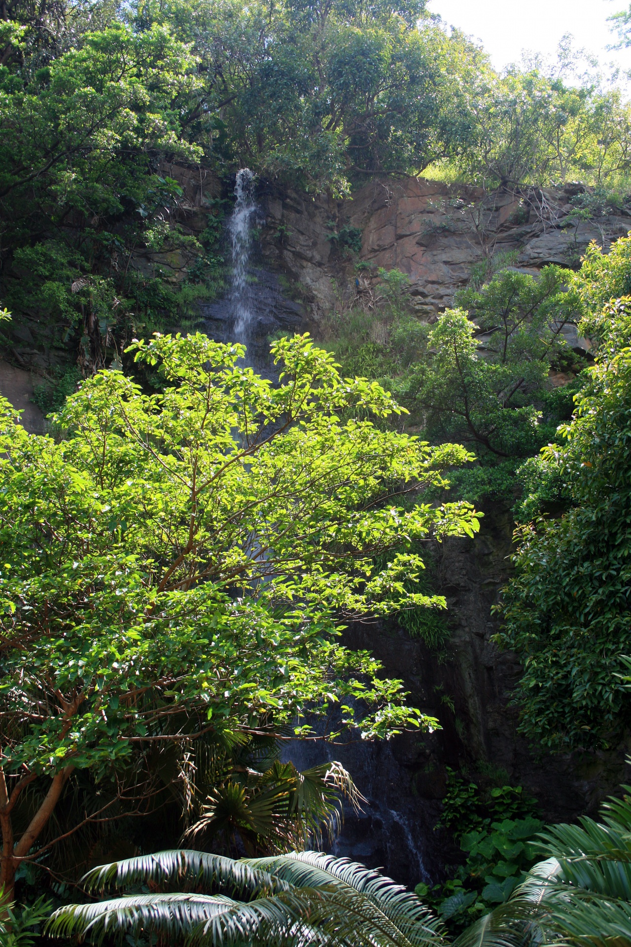 滝の背景を持つツリー