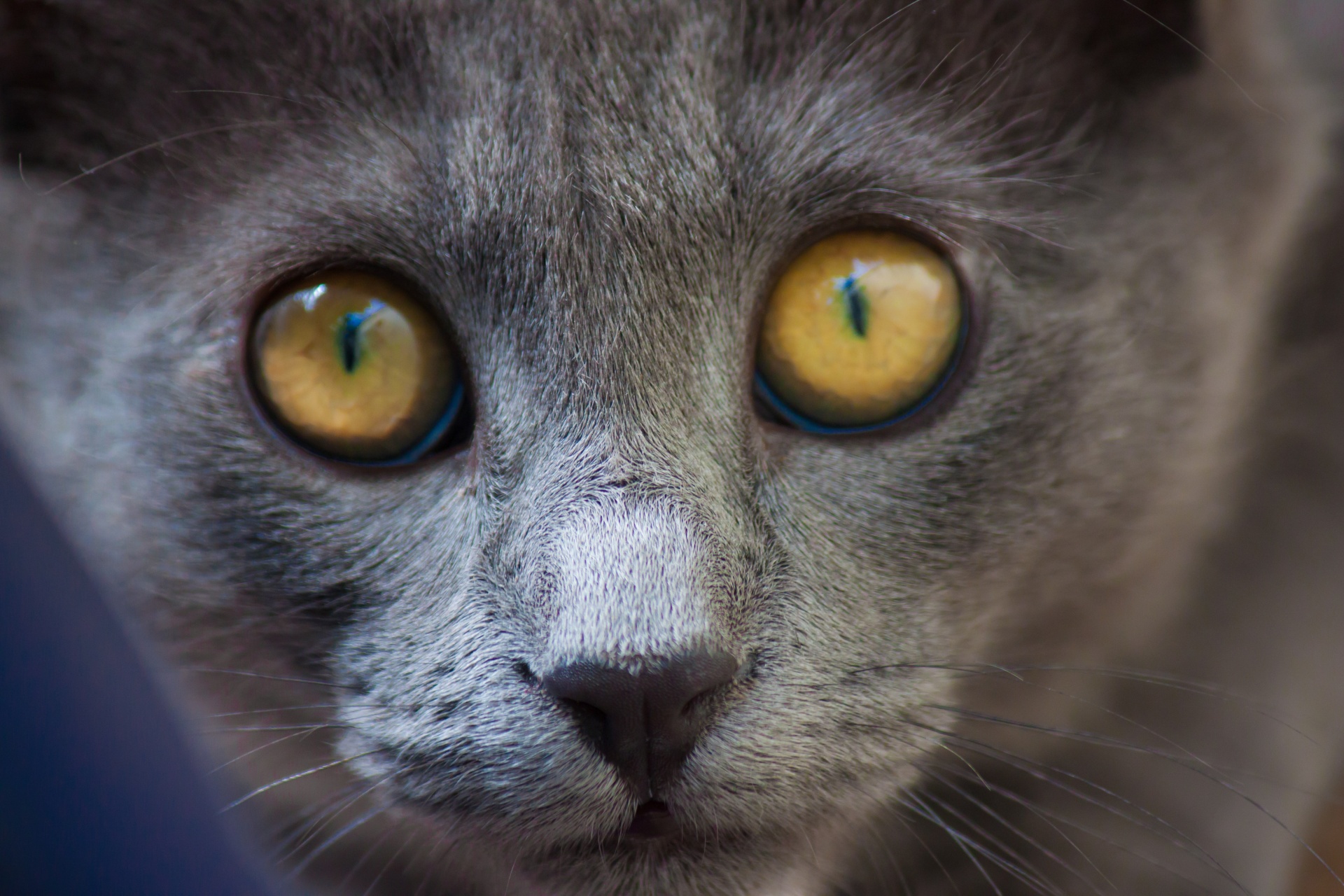 美しい猫の目