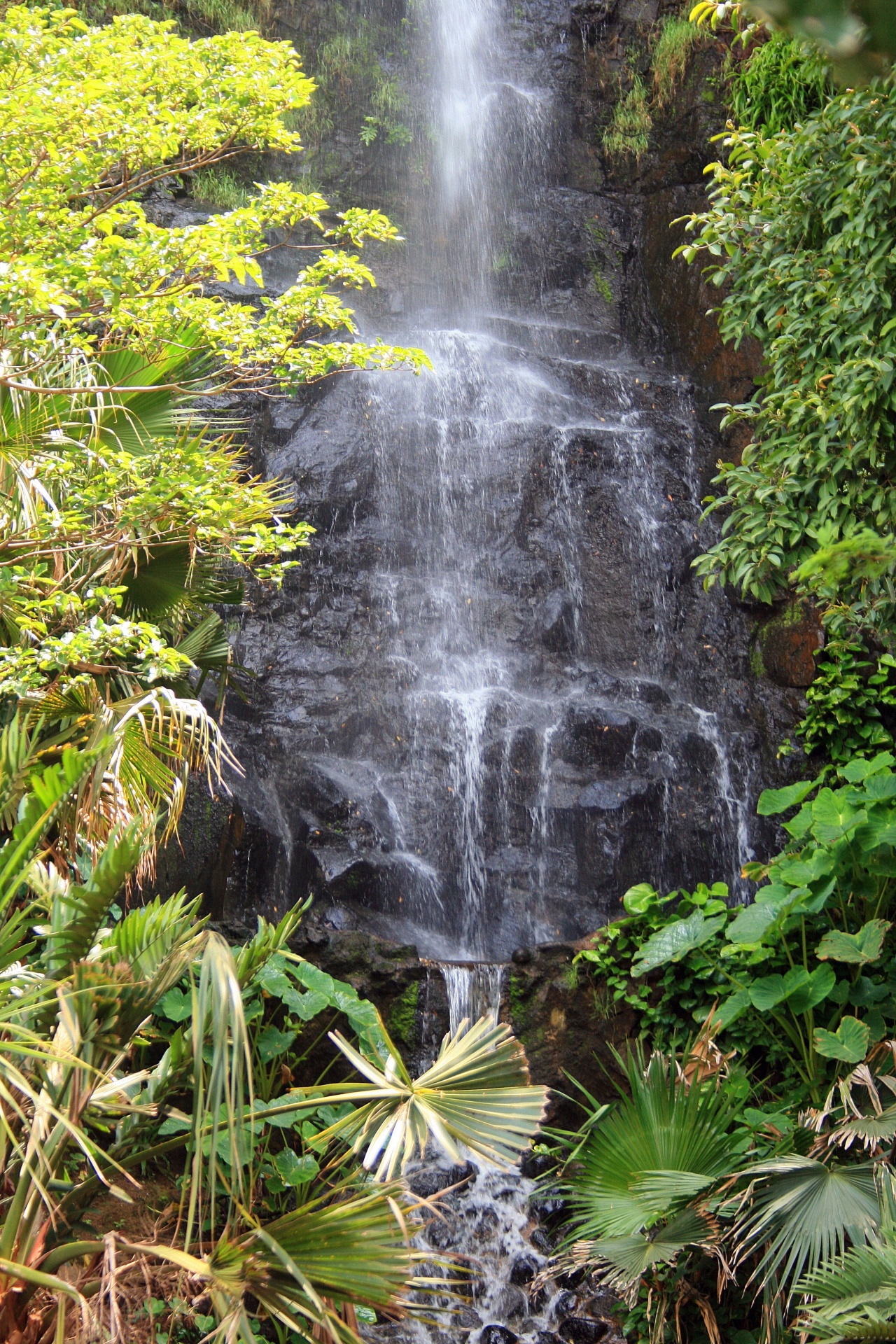 Jardim tropical com cascata