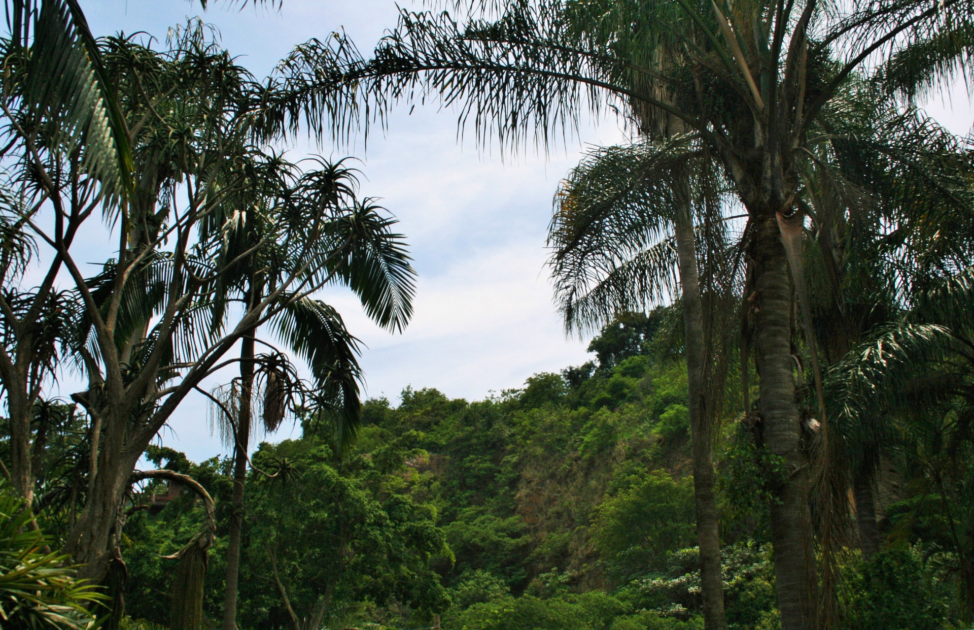 Cenário tropical com palmas