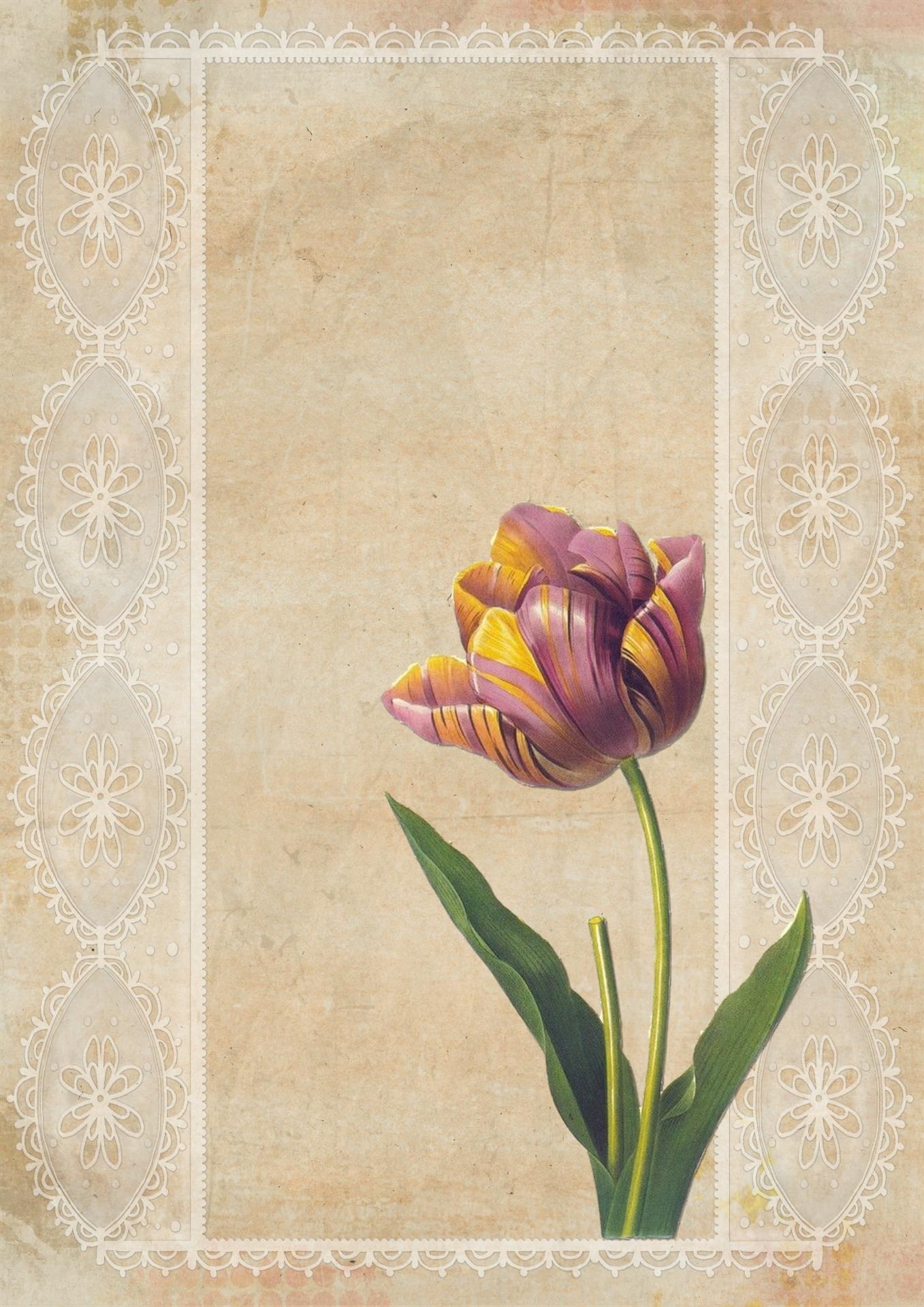 Tulip Vintage Flower koláž