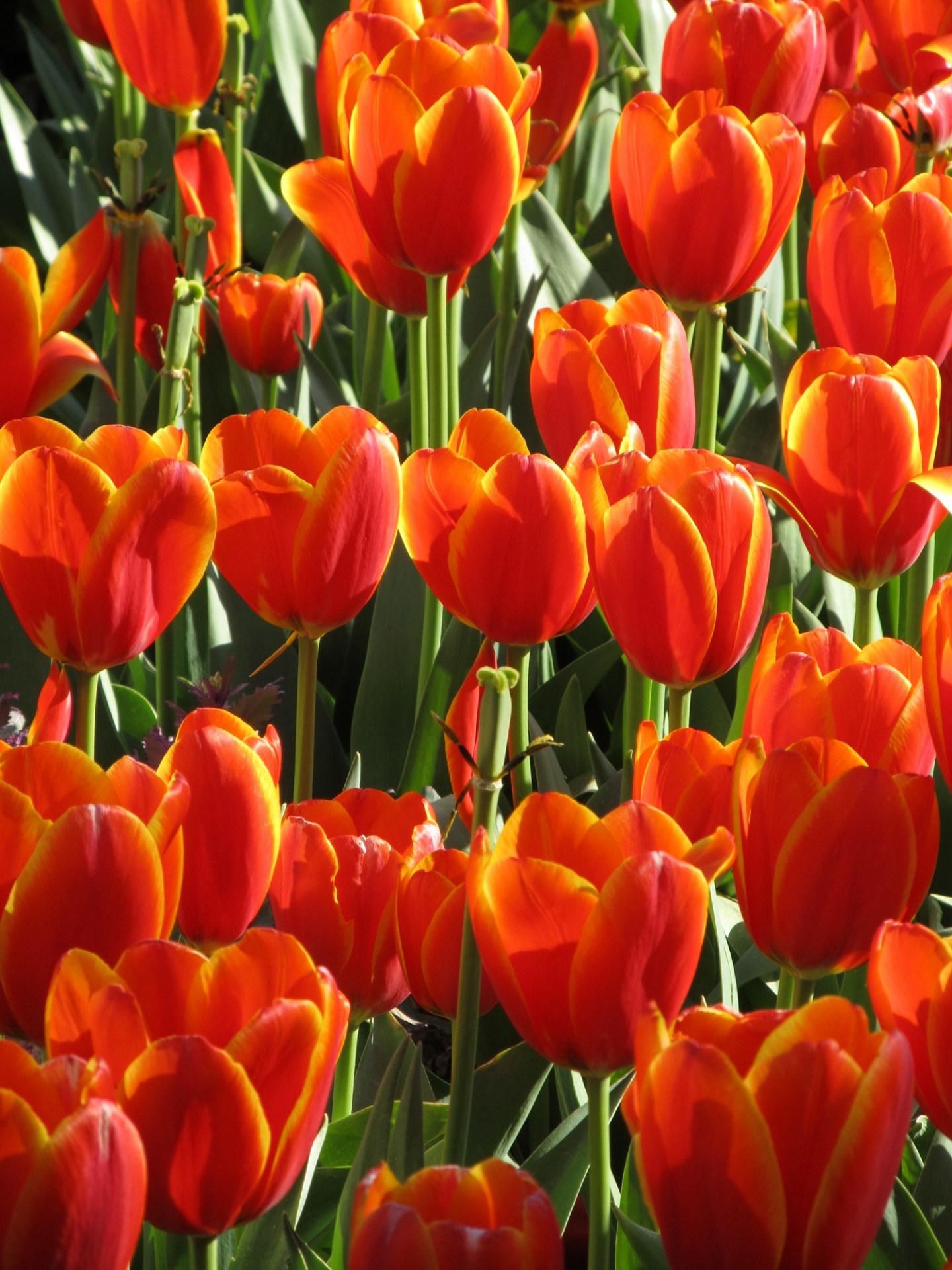 Tulipanes en la floración