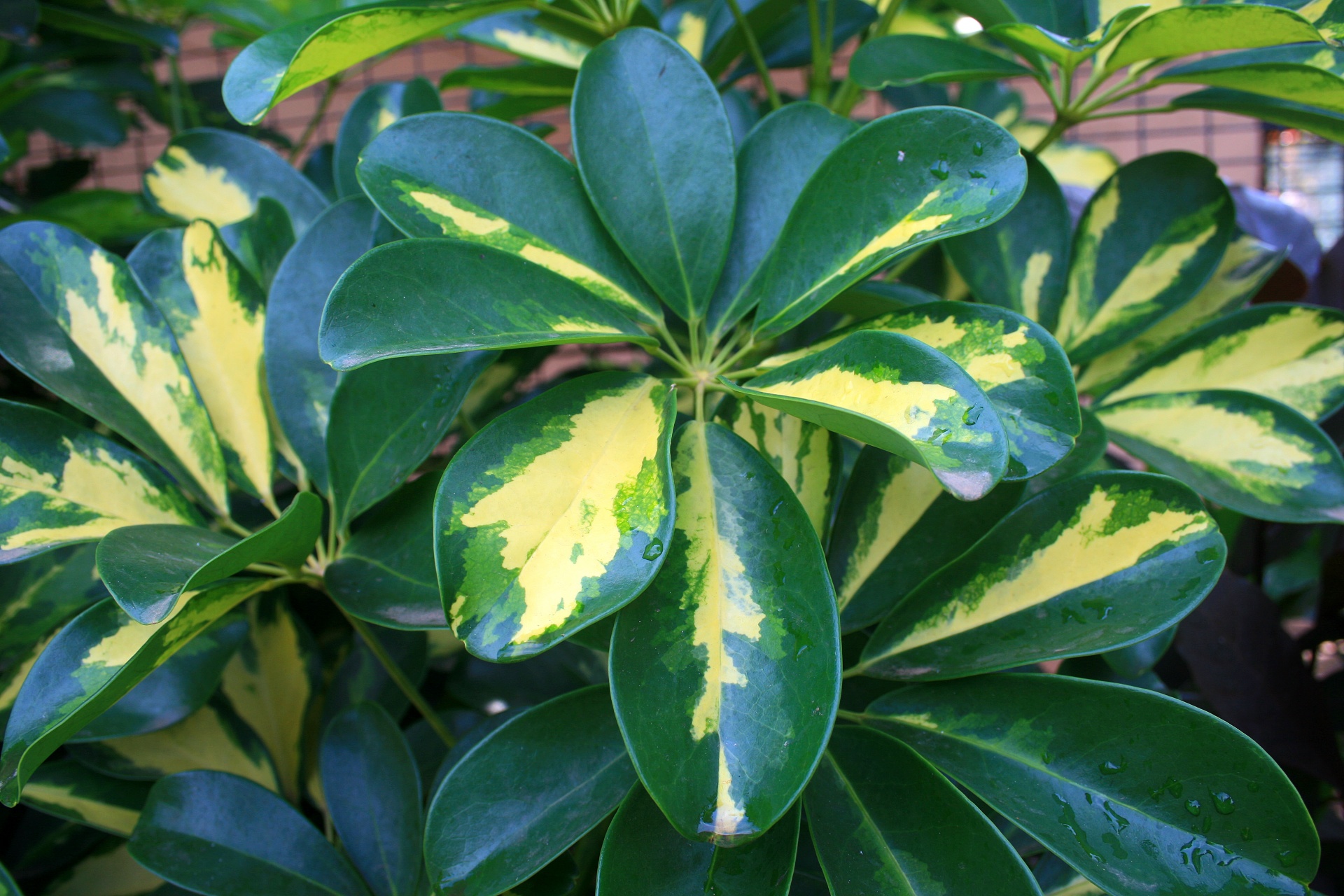 ツートンカラーscheffleraの植物の葉