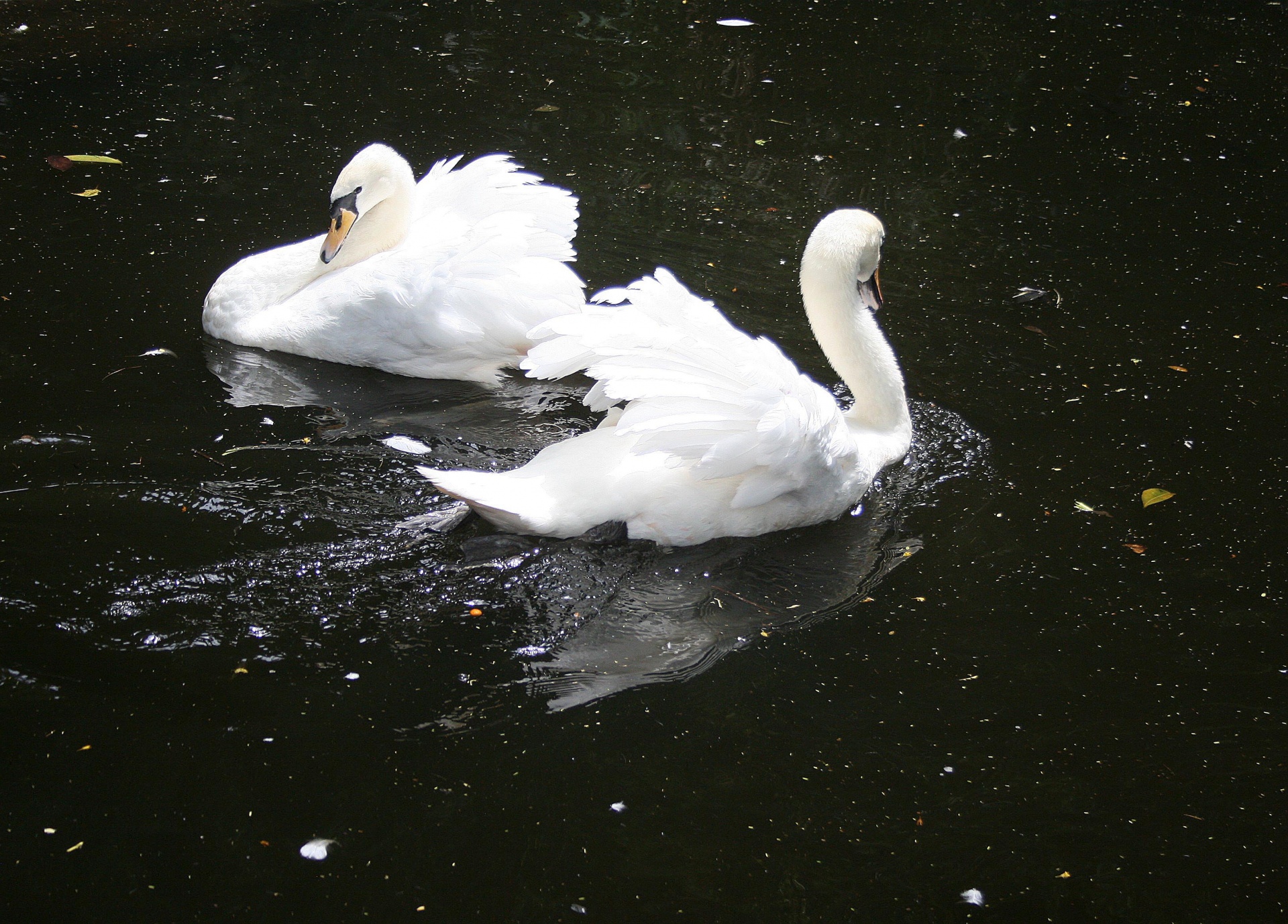 池の上の2つの白い白鳥