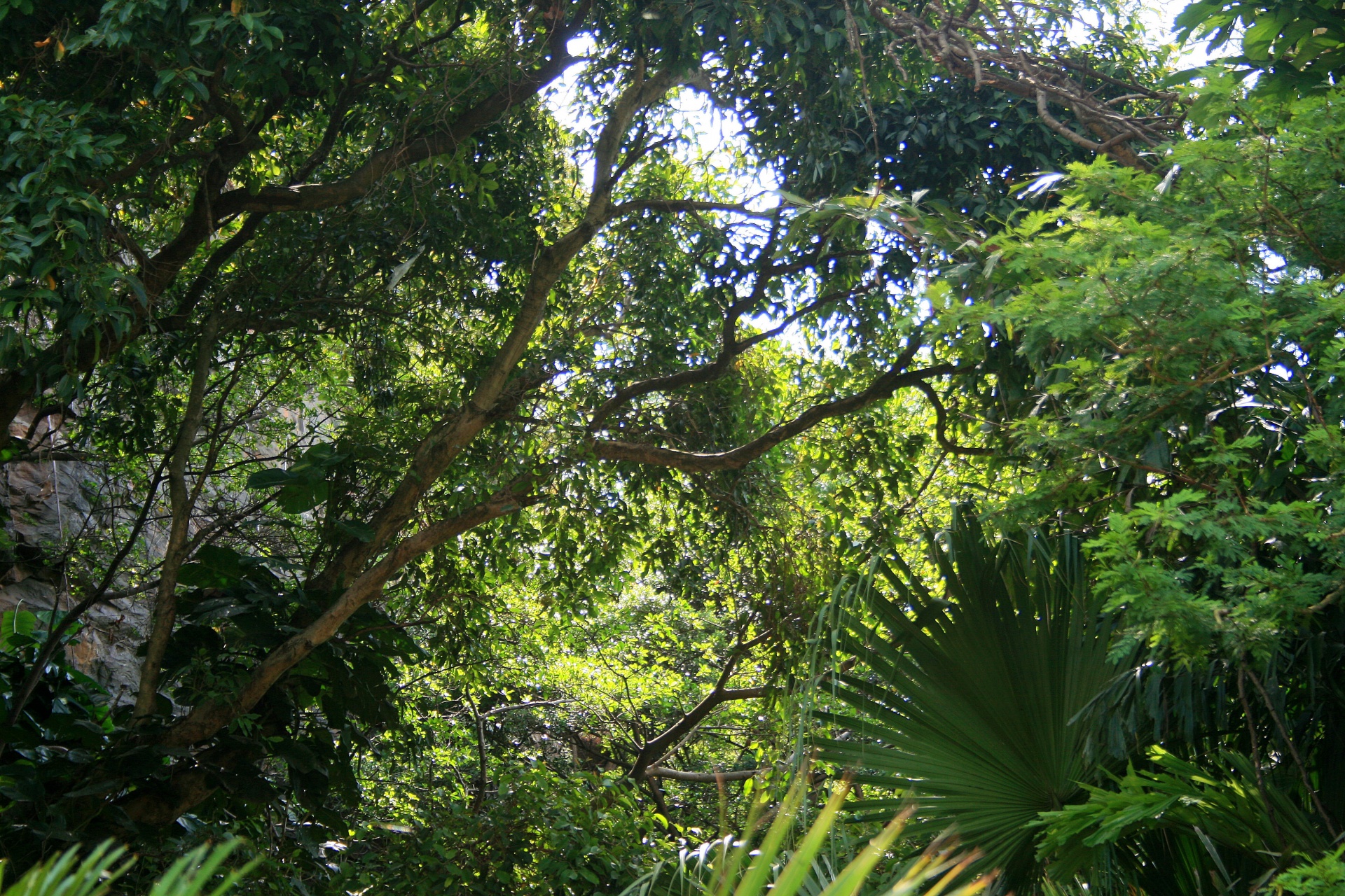 Sob árvores no jardim tropical
