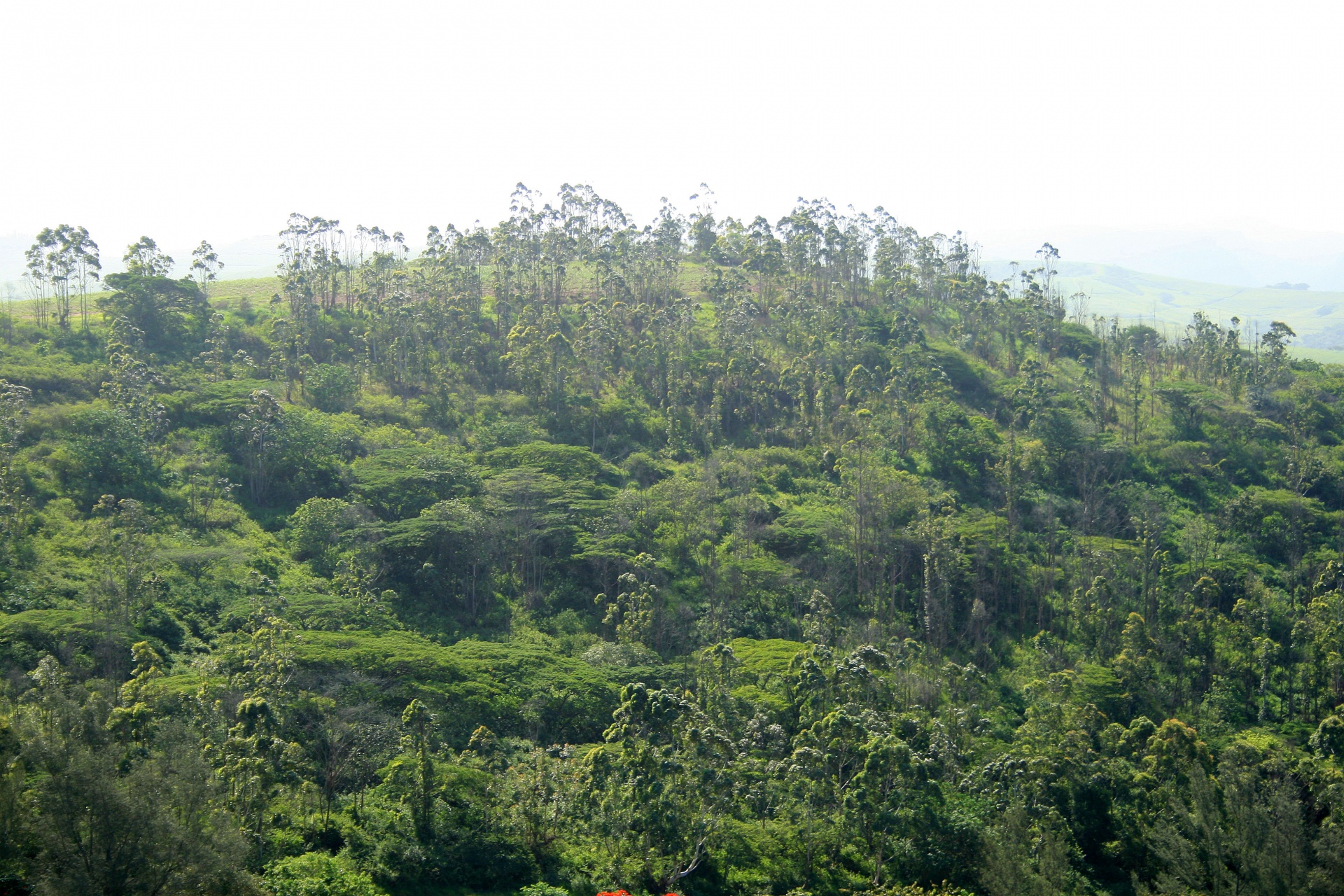 Variedad de árboles en la colina